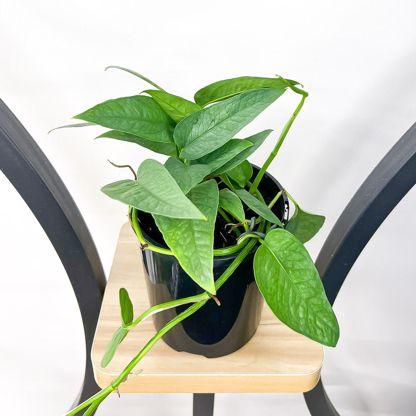 Pothos Cebu Blue | The Plant Boys