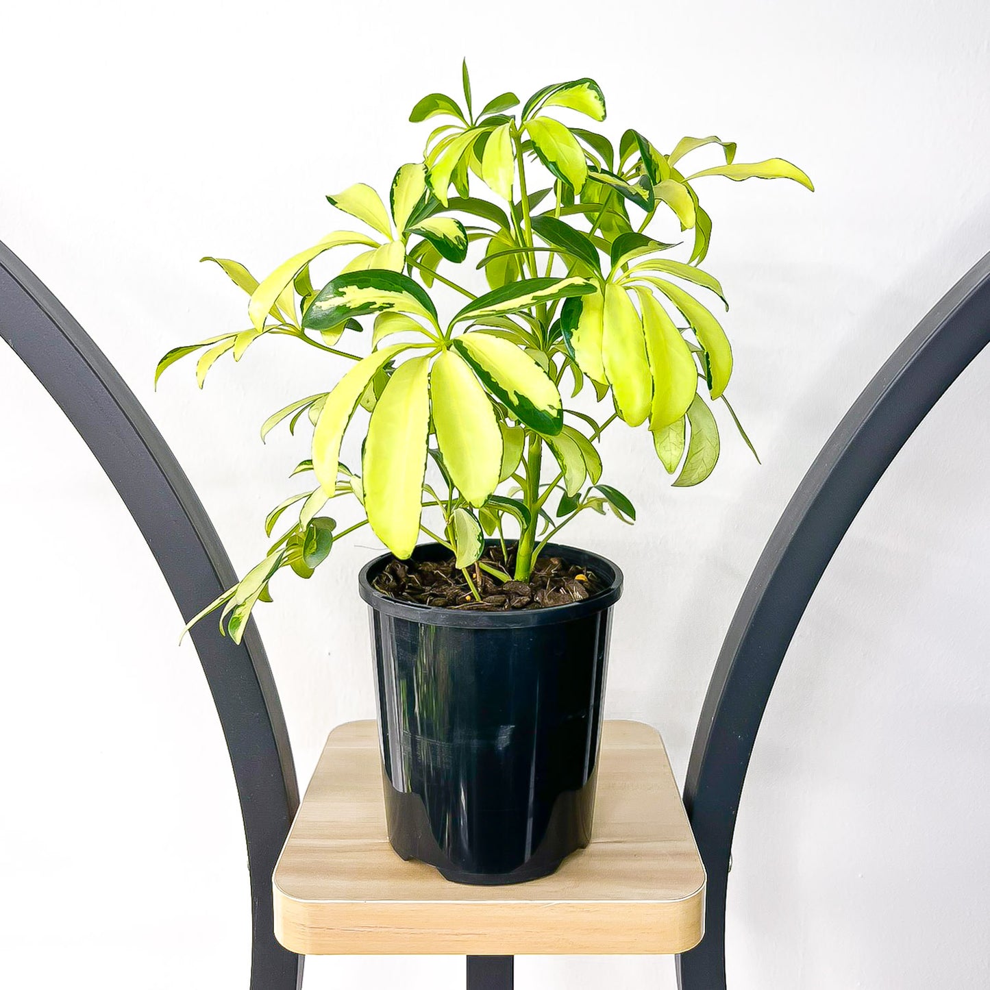 Schefflera Dwarf Umbrella Tree Variegated