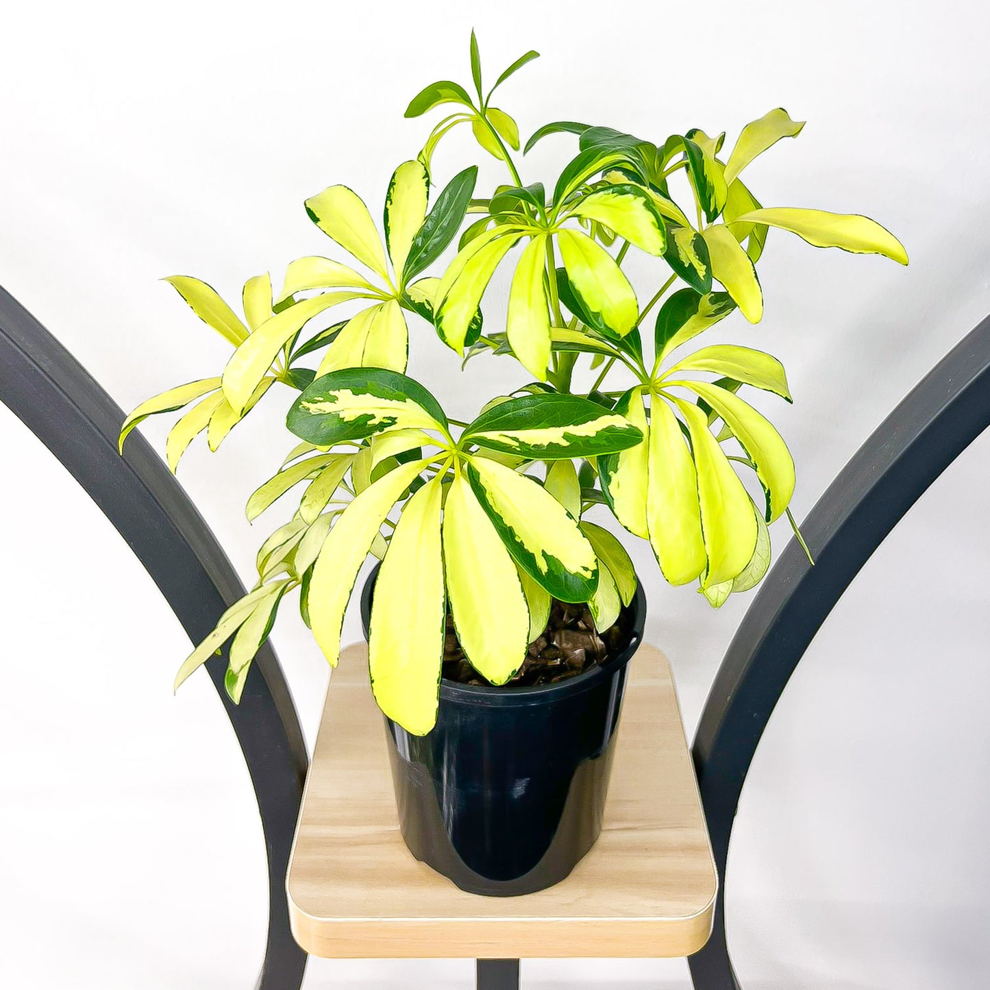 Schefflera Dwarf Umbrella Tree Variegated