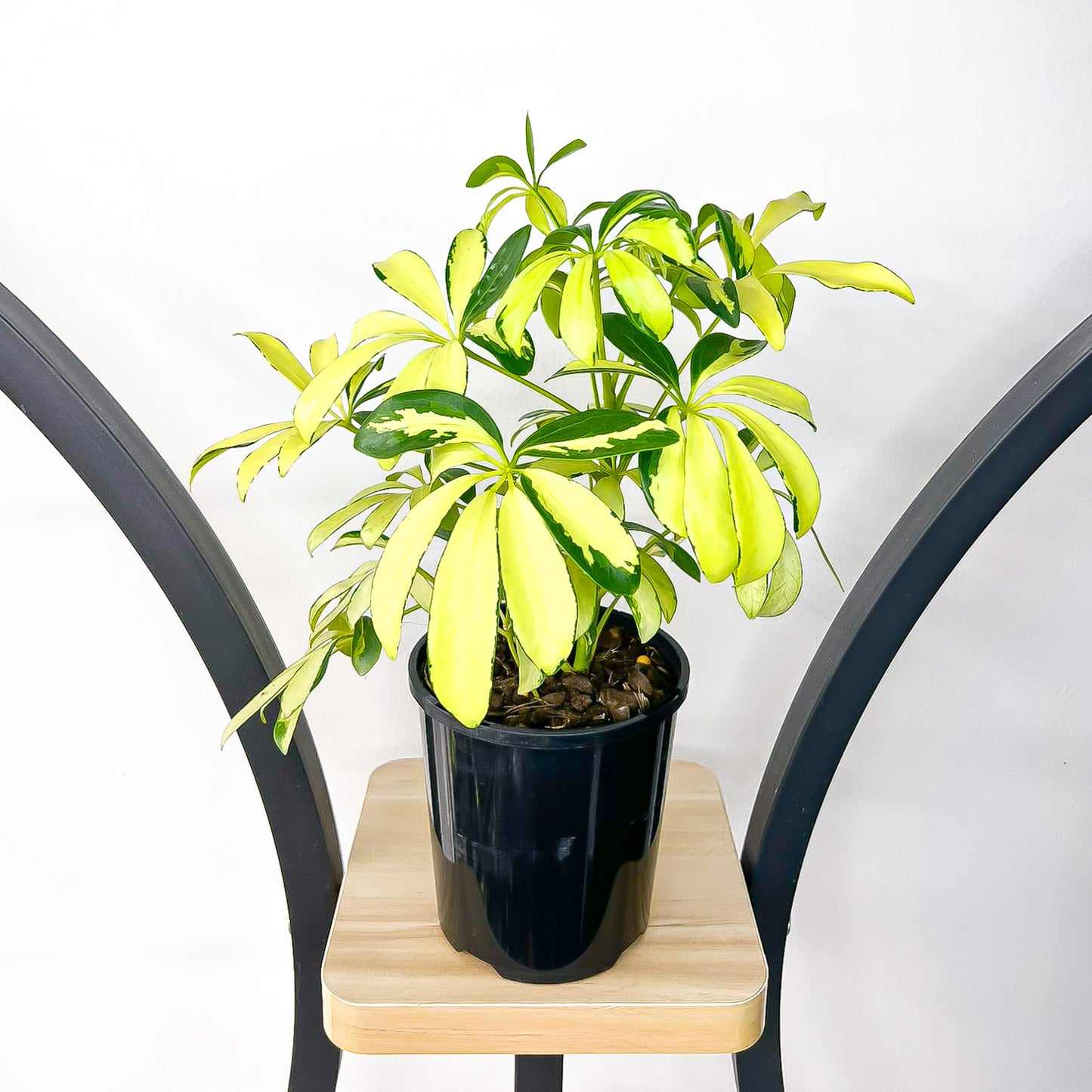 Schefflera Dwarf Umbrella Tree Variegated