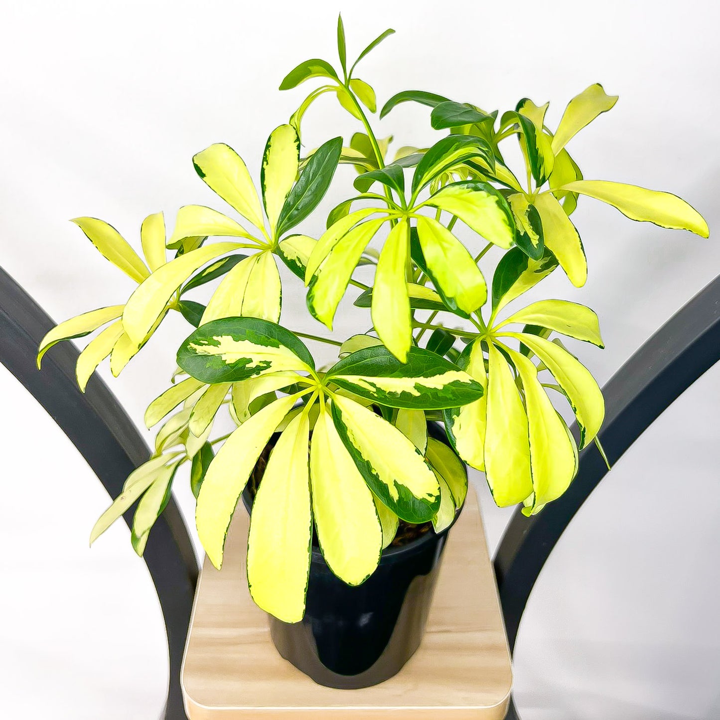 Schefflera Dwarf Umbrella Tree Variegated