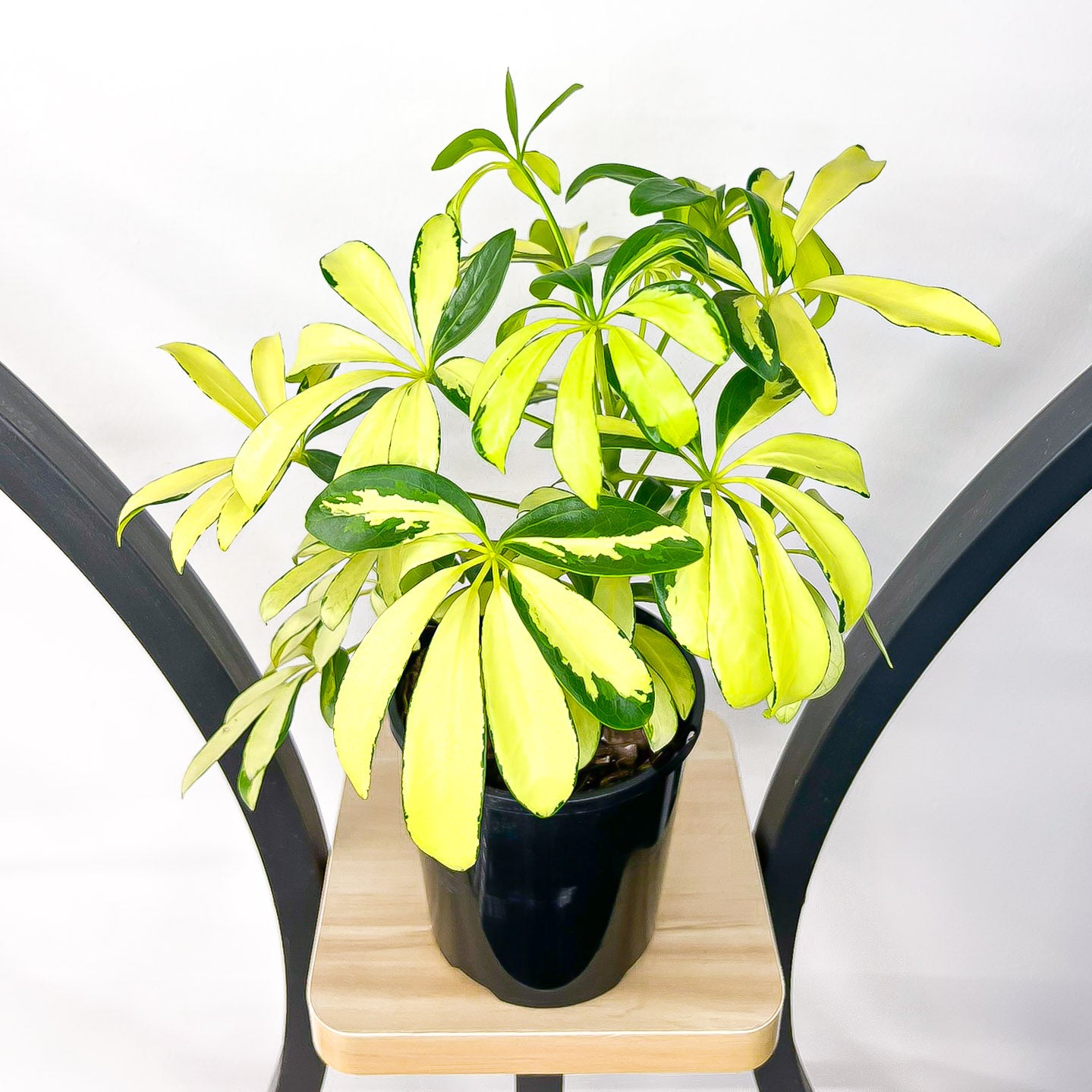 Schefflera Dwarf Umbrella Tree Variegated