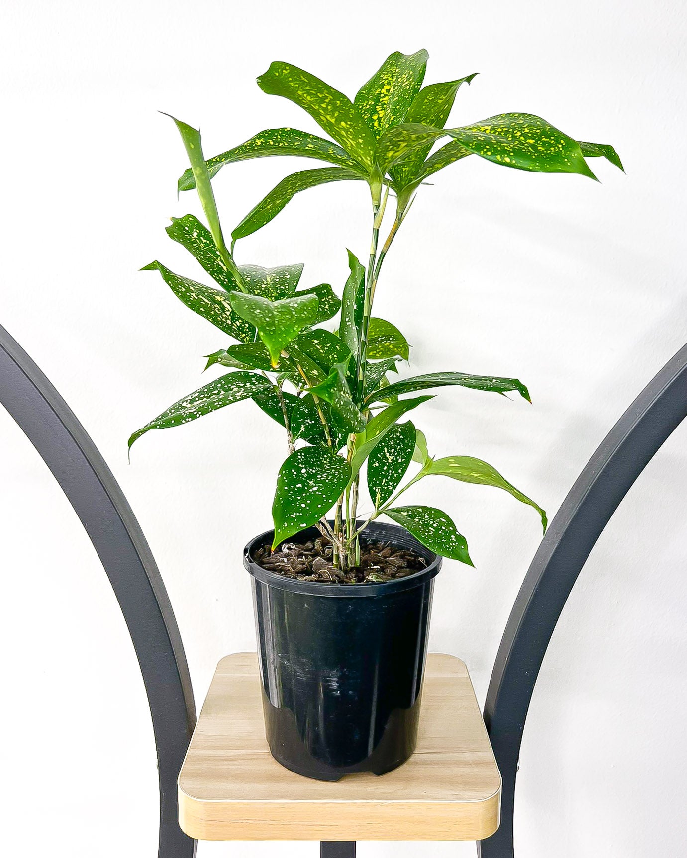 Dracaena Surculosa Milky Way