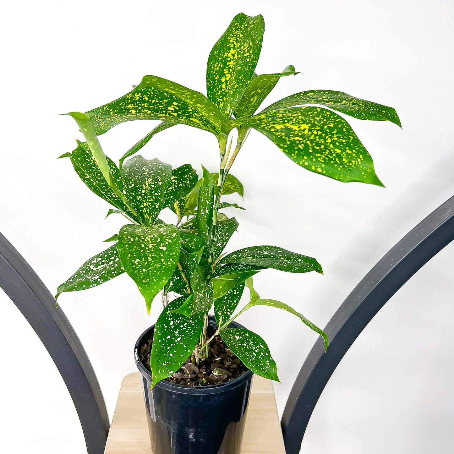 Dracaena Surculosa Milky Way