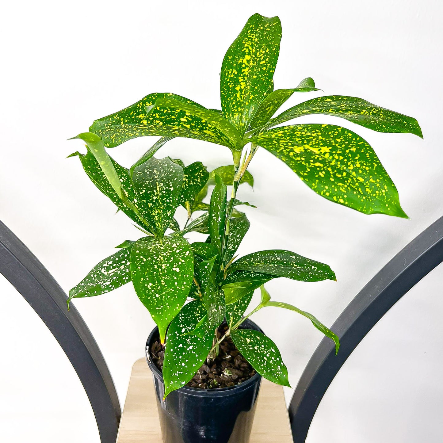 Dracaena Surculosa Milky Way