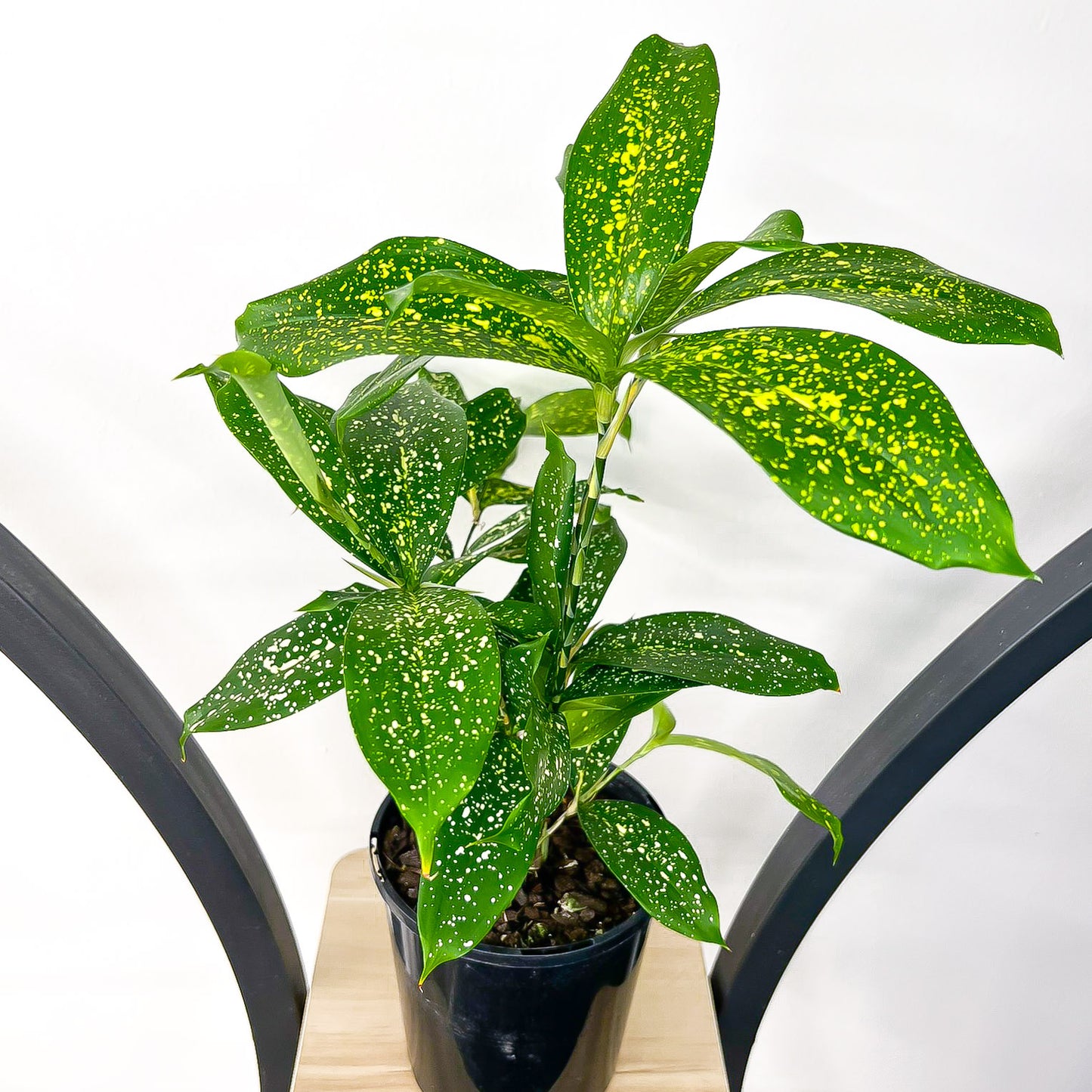 Dracaena Surculosa Milky Way