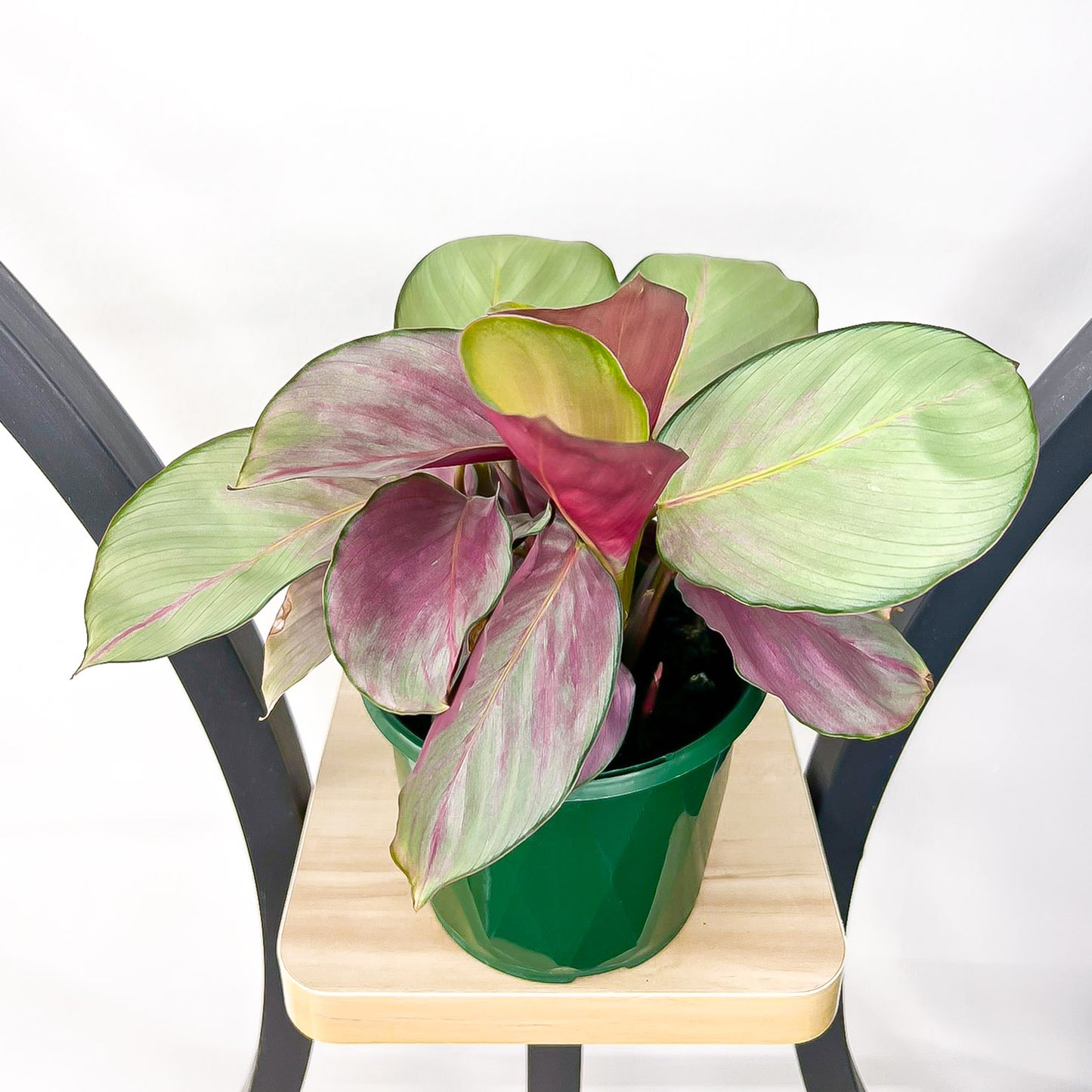 Calathea Silver Plate