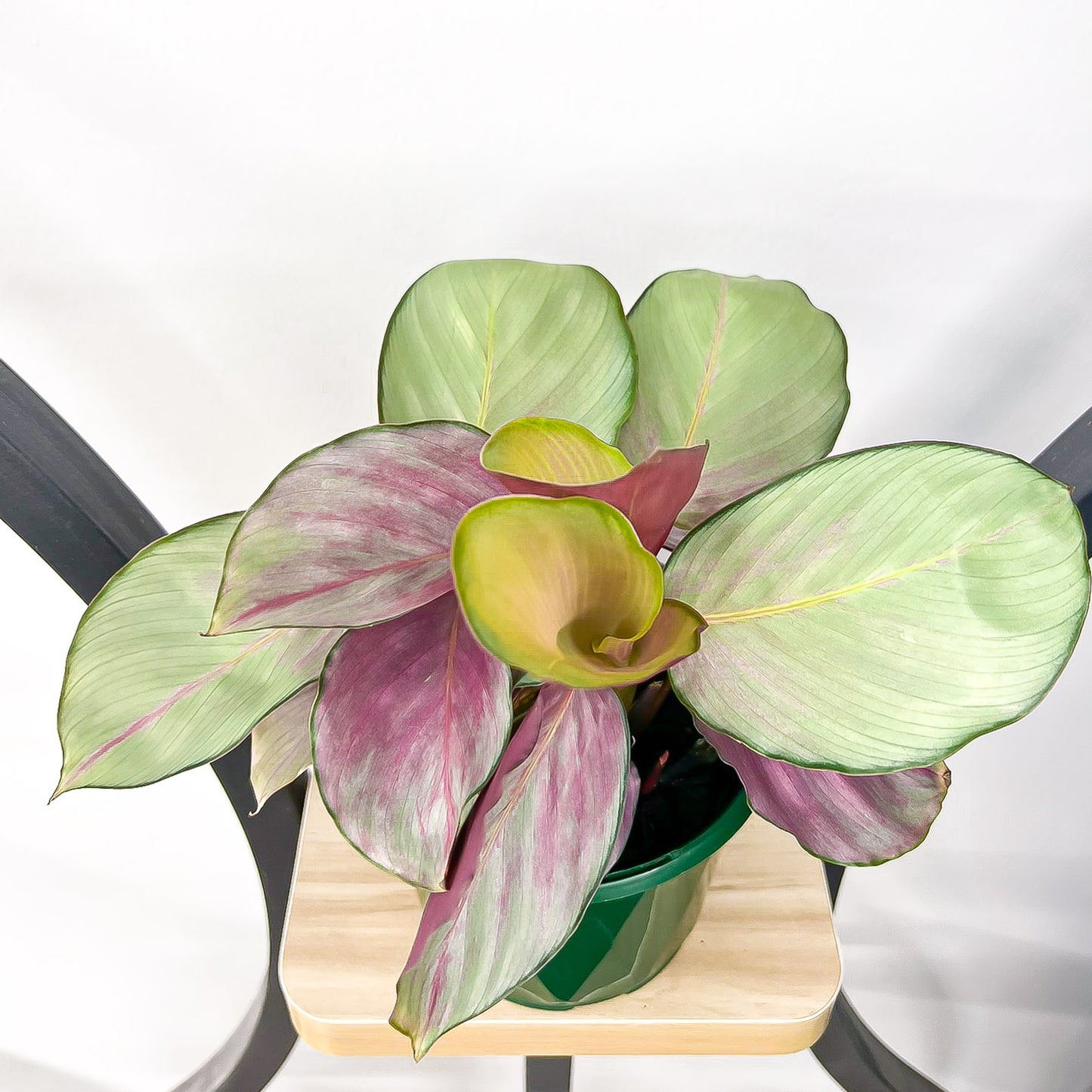 Calathea Silver Plate