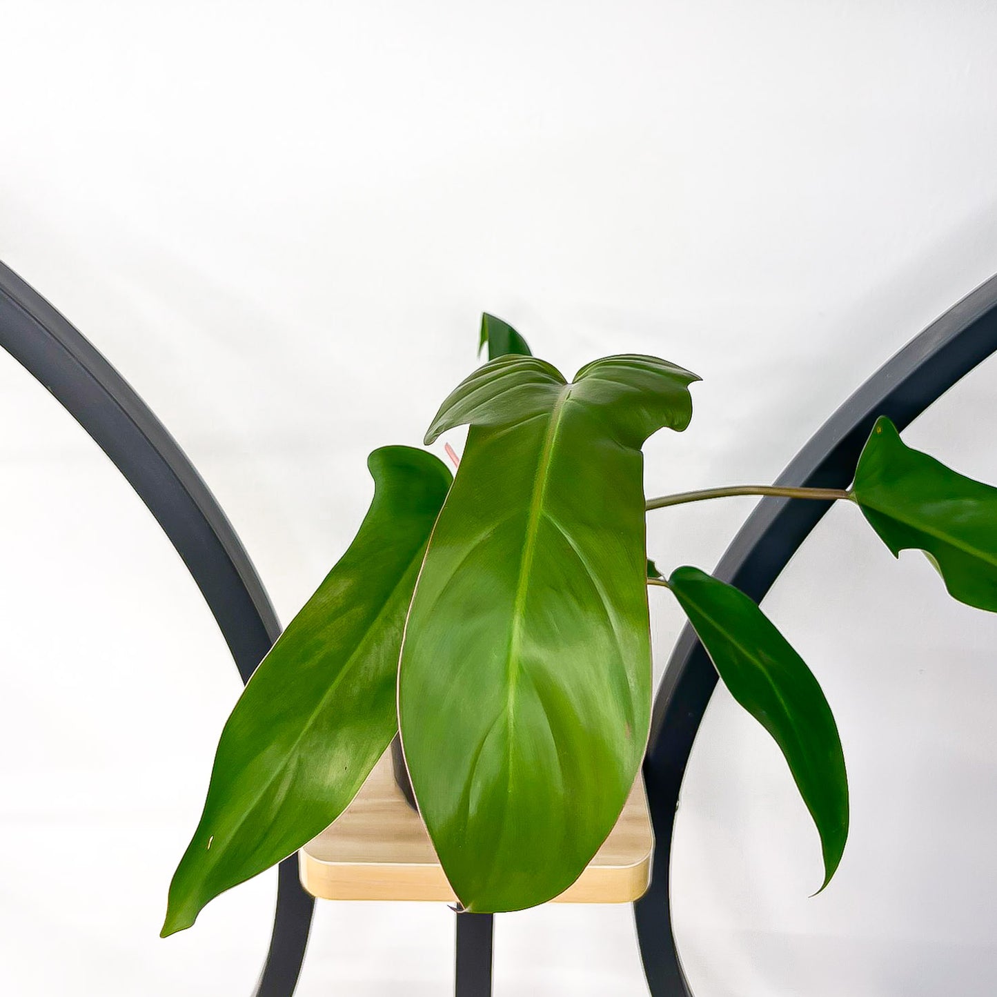Philodendron Florida Bronze