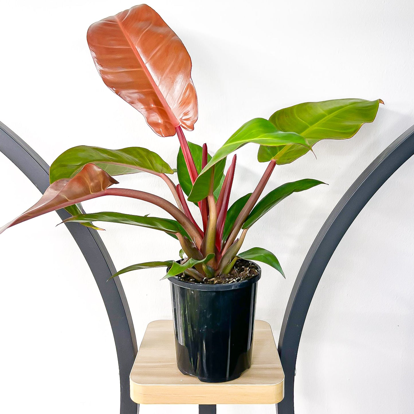 Philodendron Prince of Orange