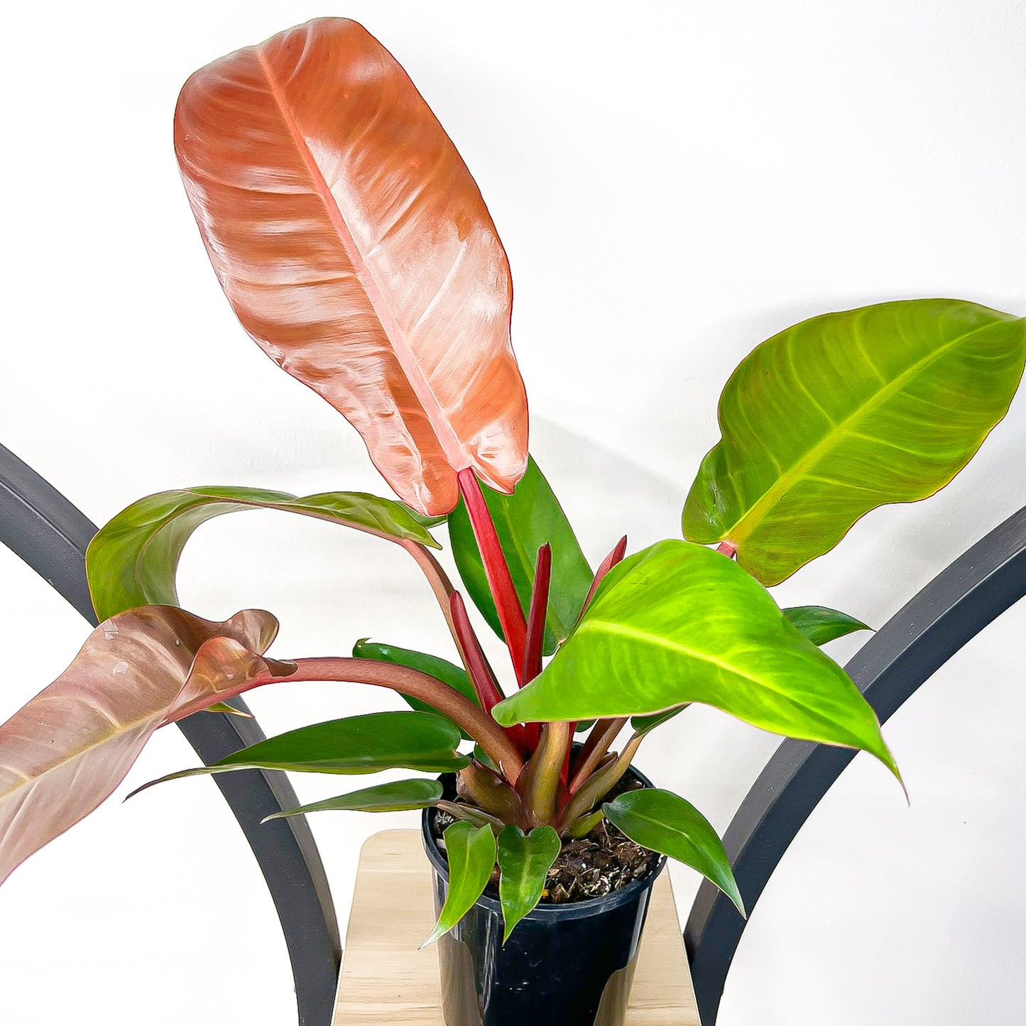 Philodendron Prince of Orange