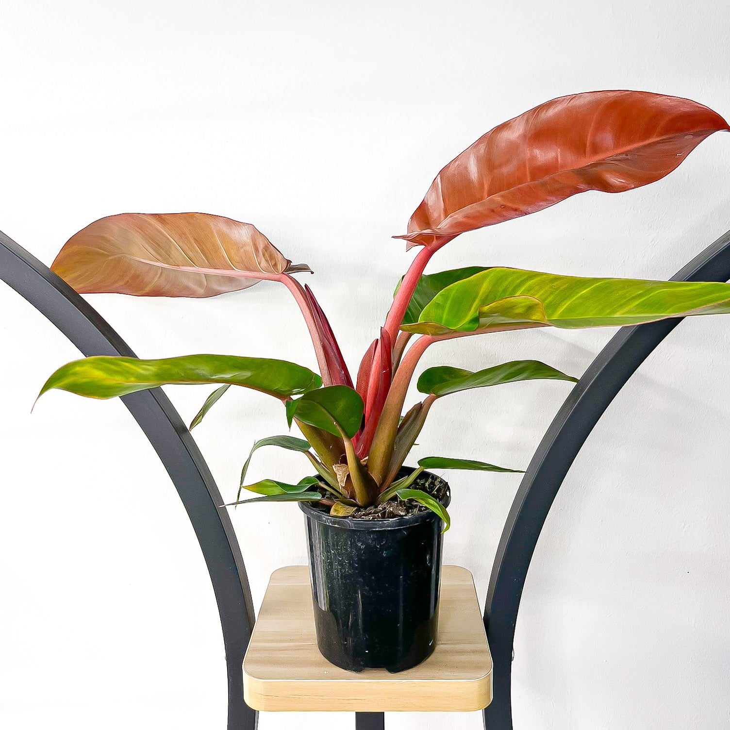 philodendron imperial orange Philodendron Prince of Orange – The Plant Boys