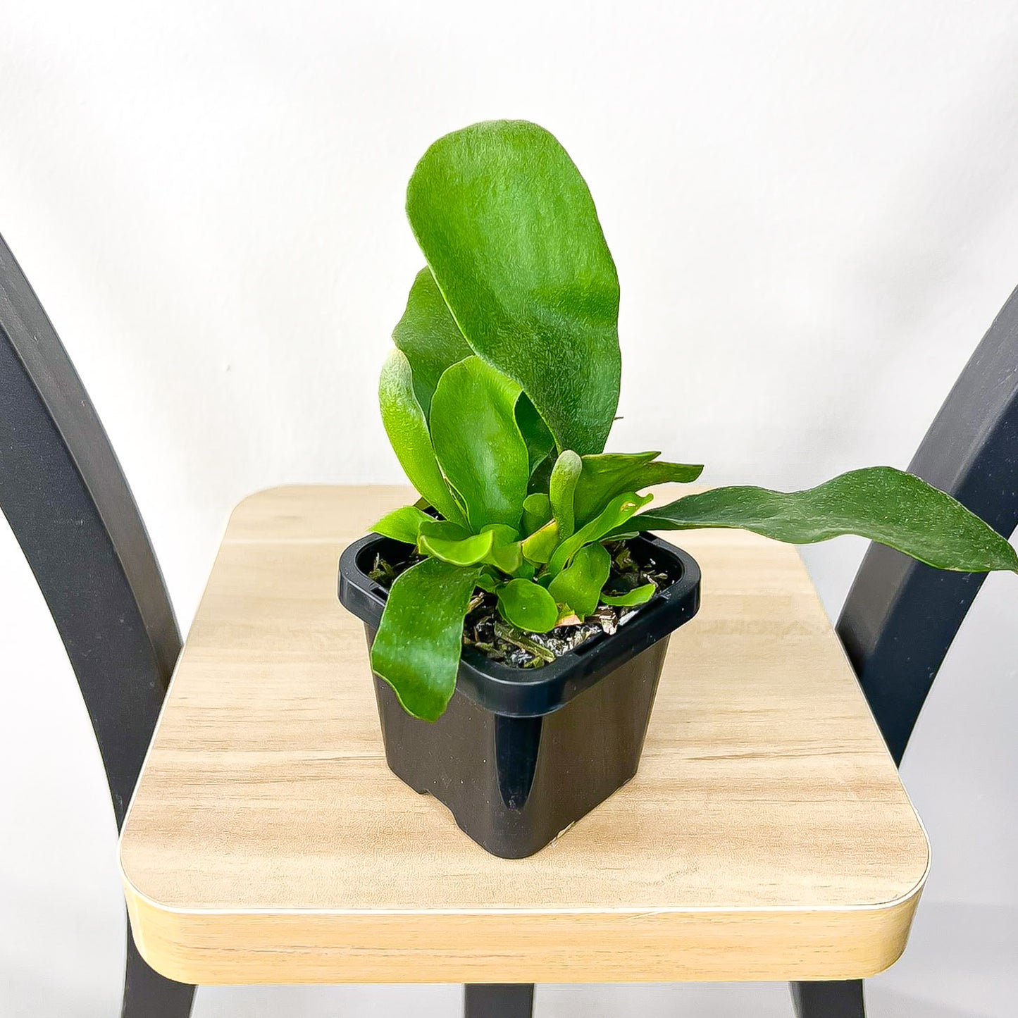 Platycerium Netherlands | The Plant Boys