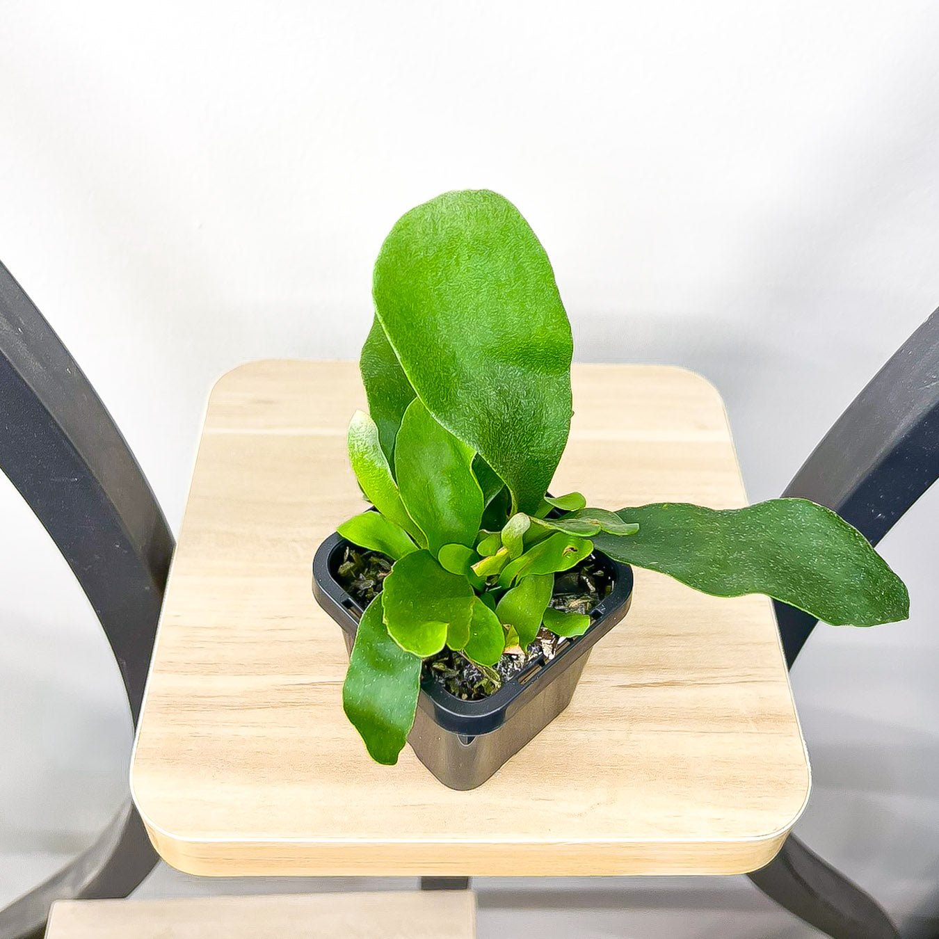 Platycerium Netherlands | The Plant Boys