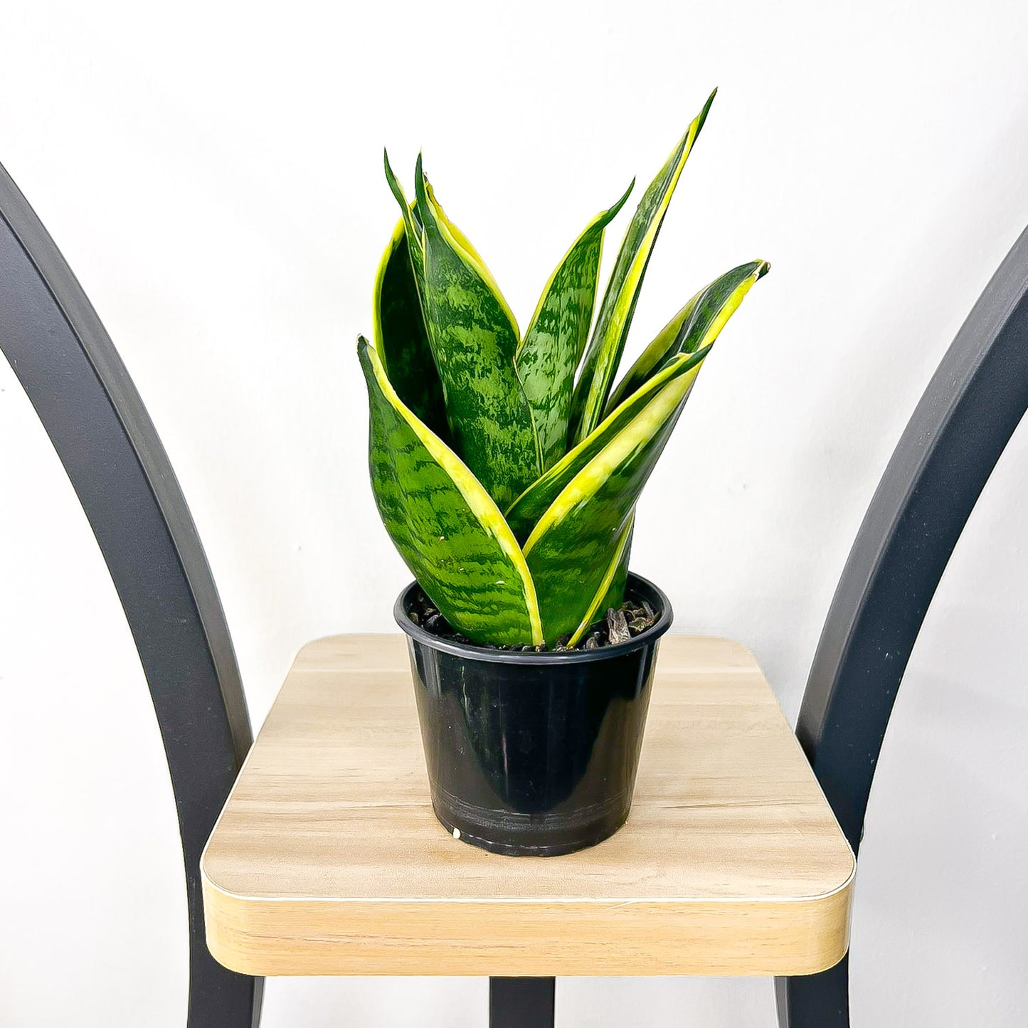 Sansevieria Hahnii Hybrid | The Plant Boys