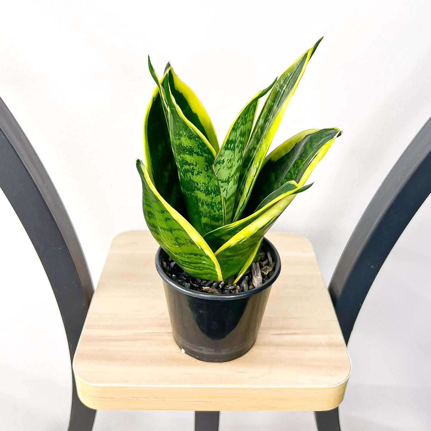 Sansevieria Hahnii Hybrid | The Plant Boys