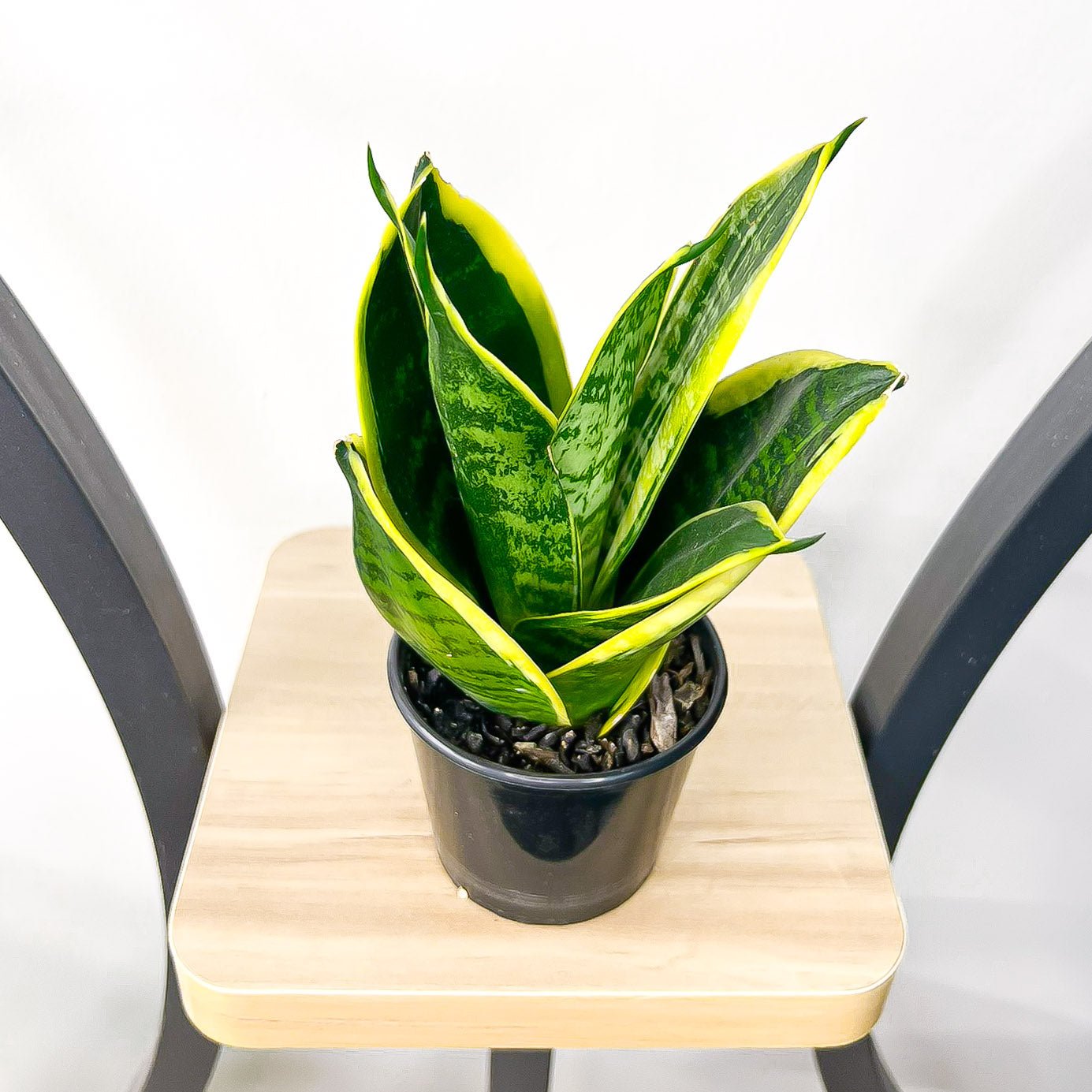 Sansevieria Hahnii Hybrid | The Plant Boys