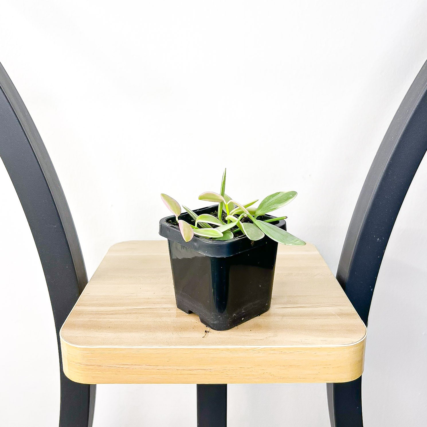 Dischidia Oiantha Variegated | The Plant Boys