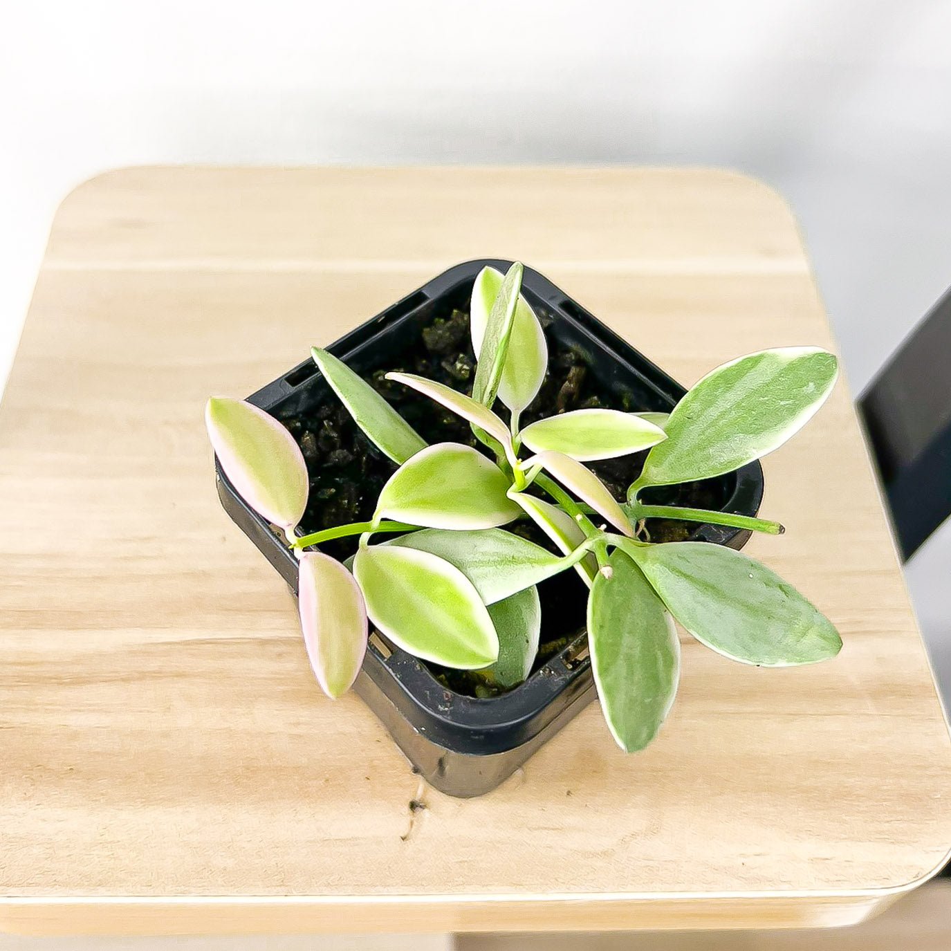 Dischidia Oiantha Variegated | The Plant Boys