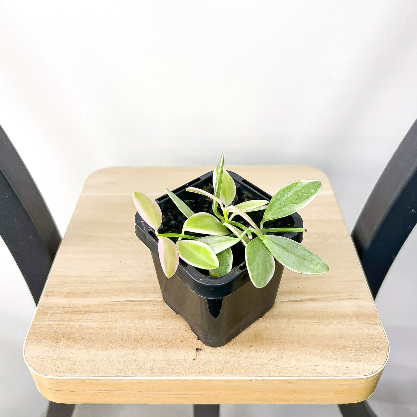 Dischidia Oiantha Variegated | The Plant Boys