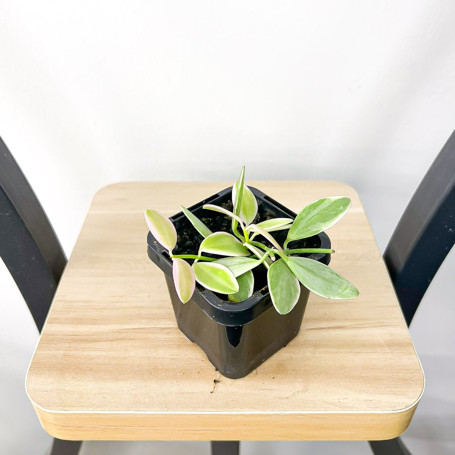 Dischidia Oiantha Variegated | The Plant Boys