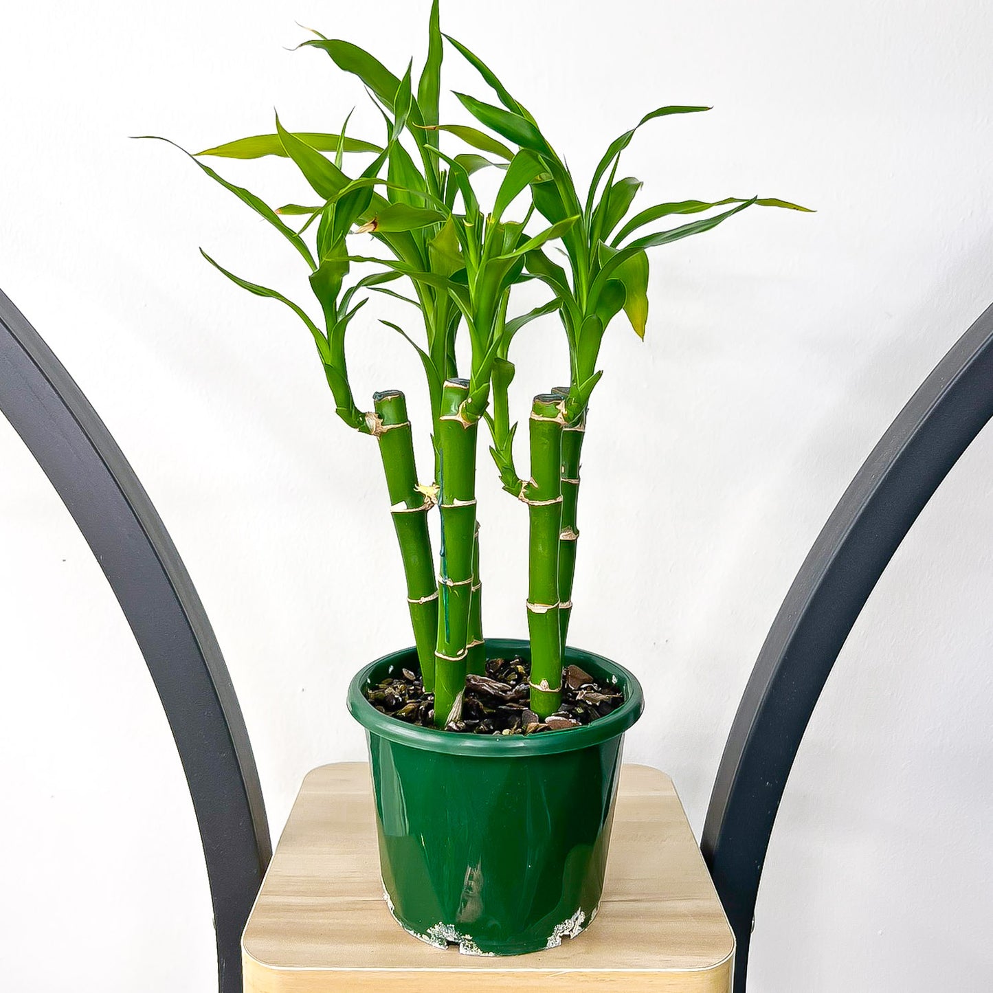 Dracaena Sanderiana Lucky Bamboo (5 Stalk) | The Plant Boys
