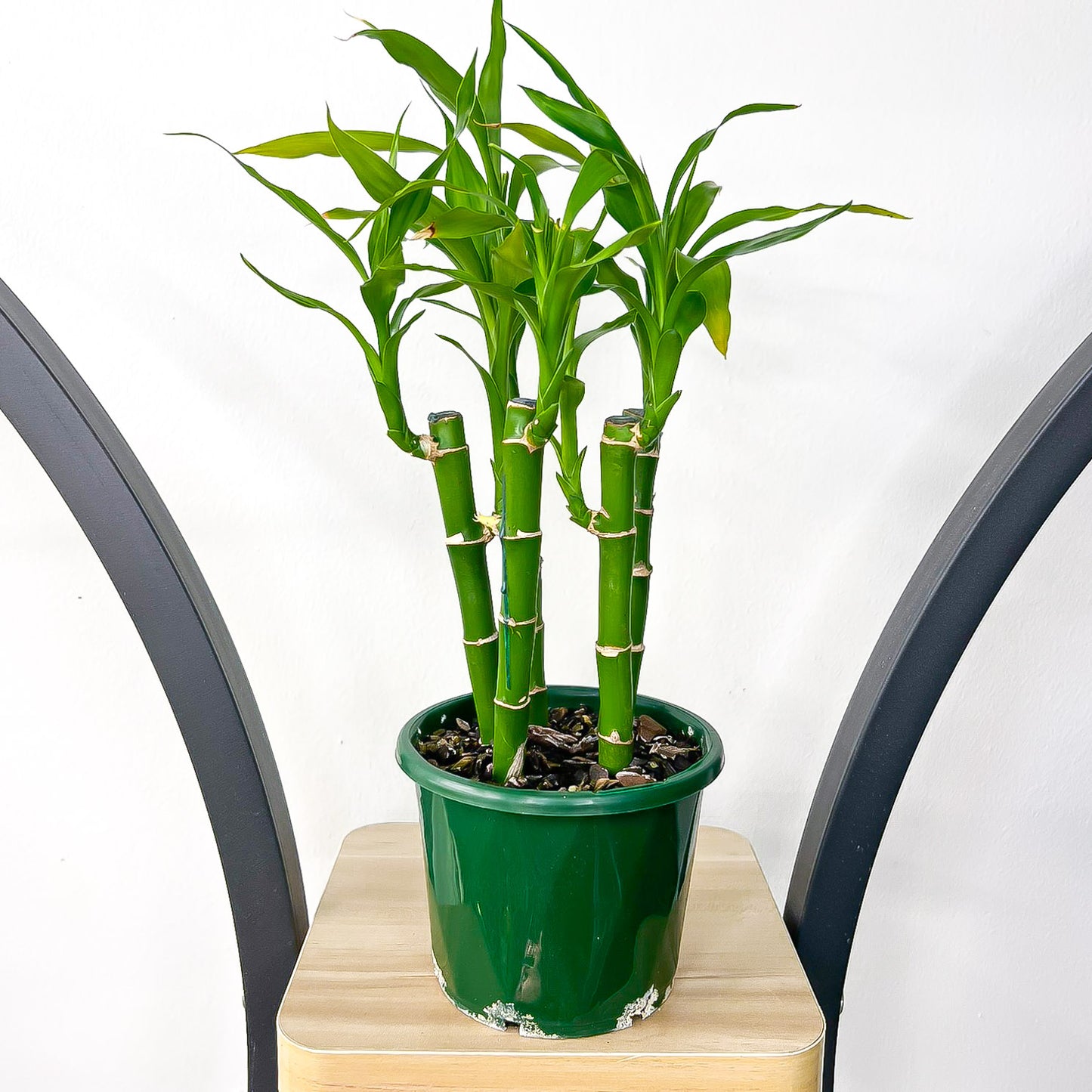 Dracaena Sanderiana Lucky Bamboo (5 Stalk) | The Plant Boys