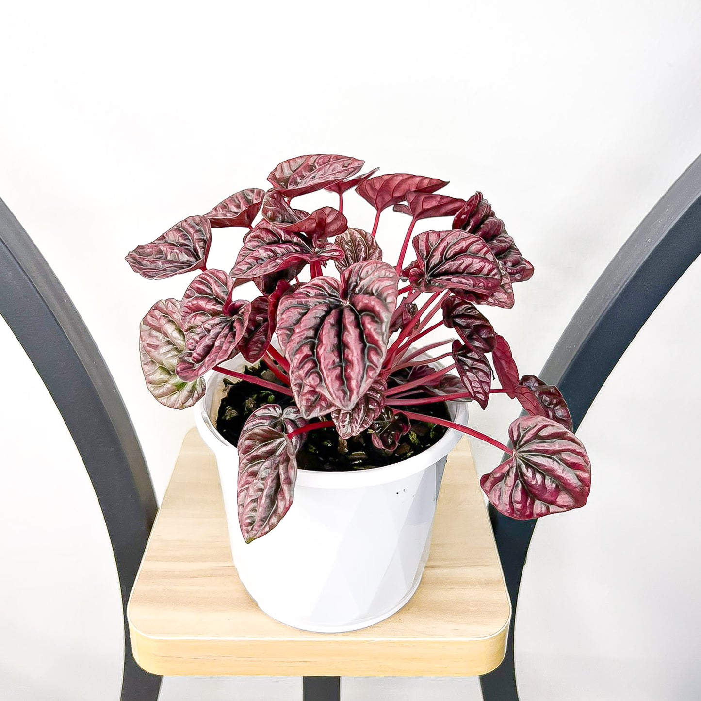 Peperomia Schumi Red | The Plant Boys