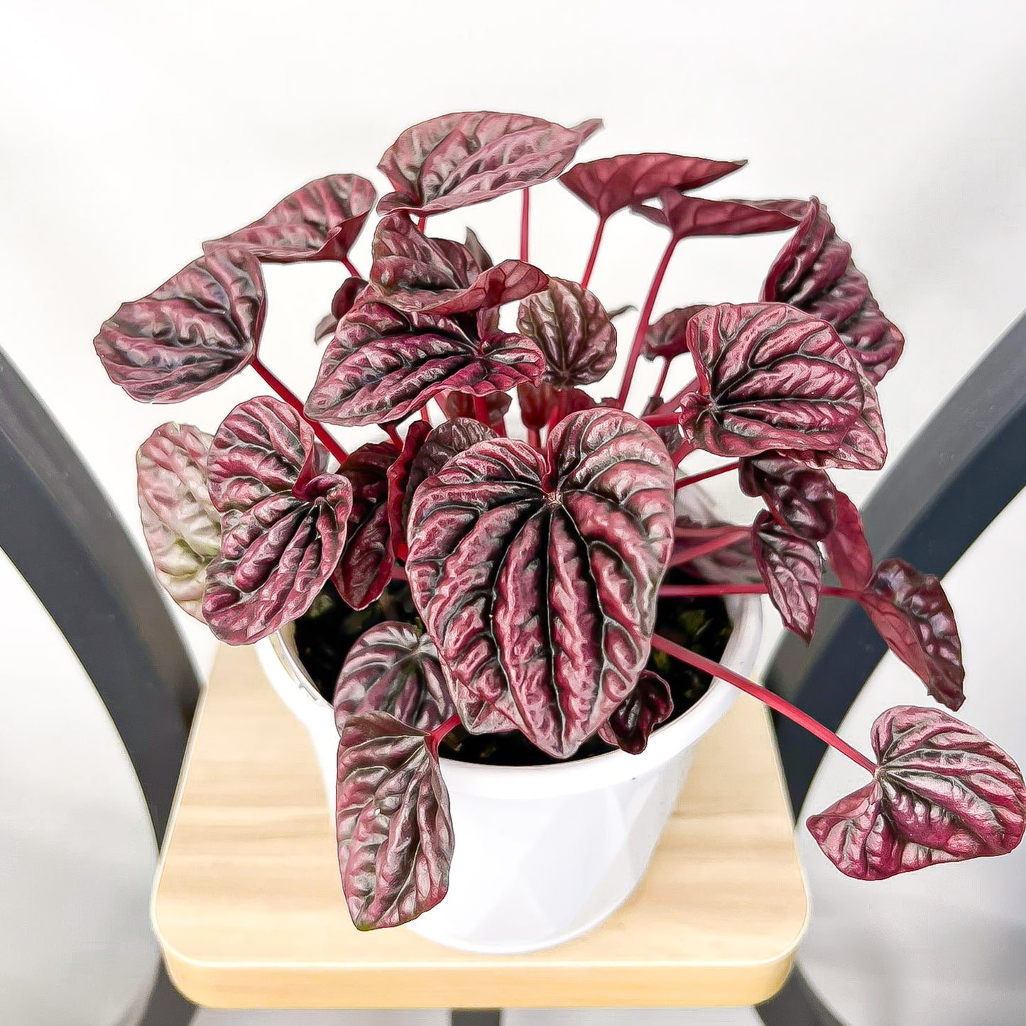 Peperomia Schumi Red | The Plant Boys