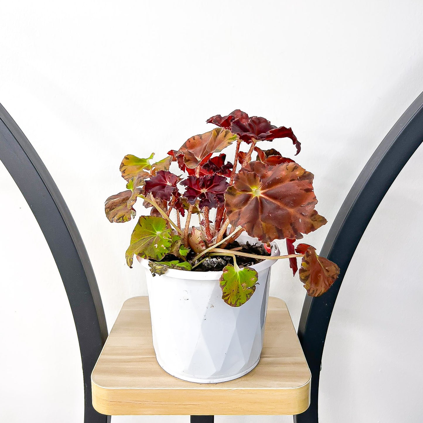 Begonia Sunset Blaze | The Plant Boys