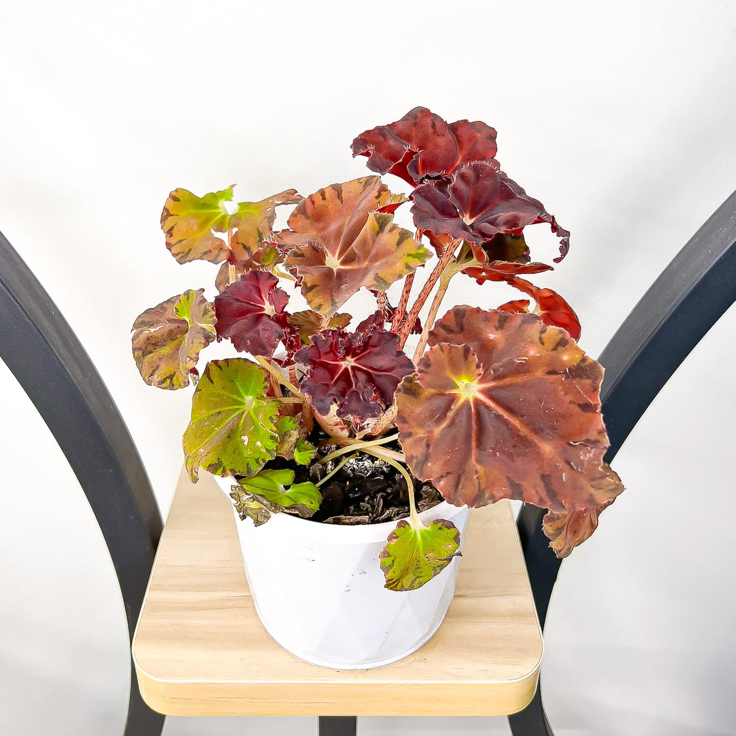 Begonia Sunset Blaze | The Plant Boys