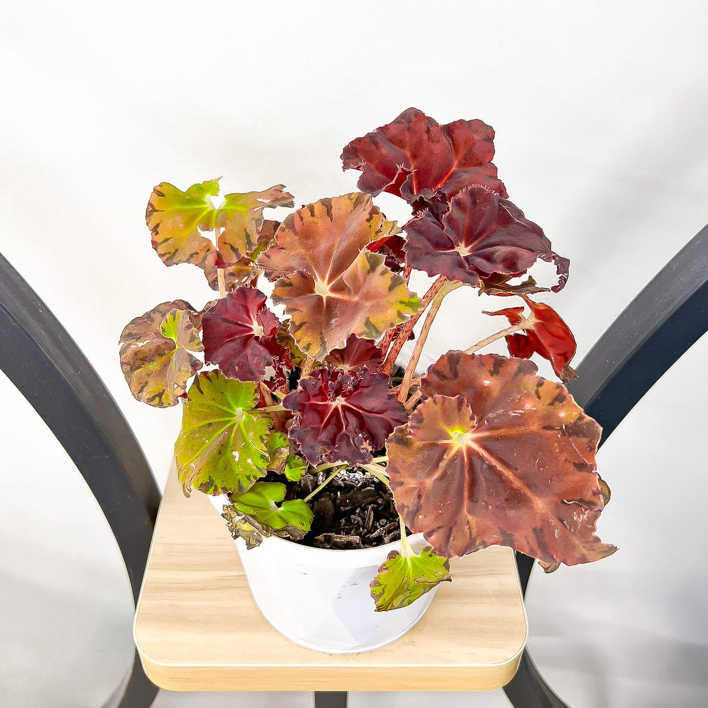 Begonia Sunset Blaze | The Plant Boys