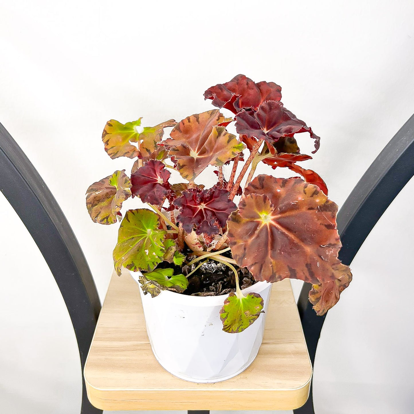 Begonia Sunset Blaze | The Plant Boys