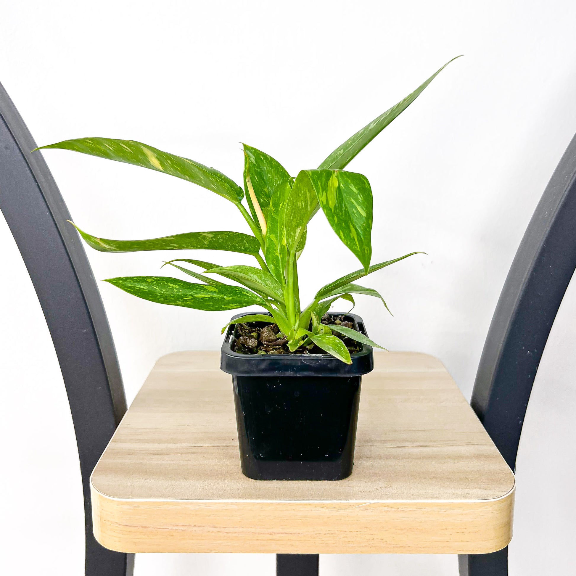 Philodendron Ring of Fire | The Plant Boys