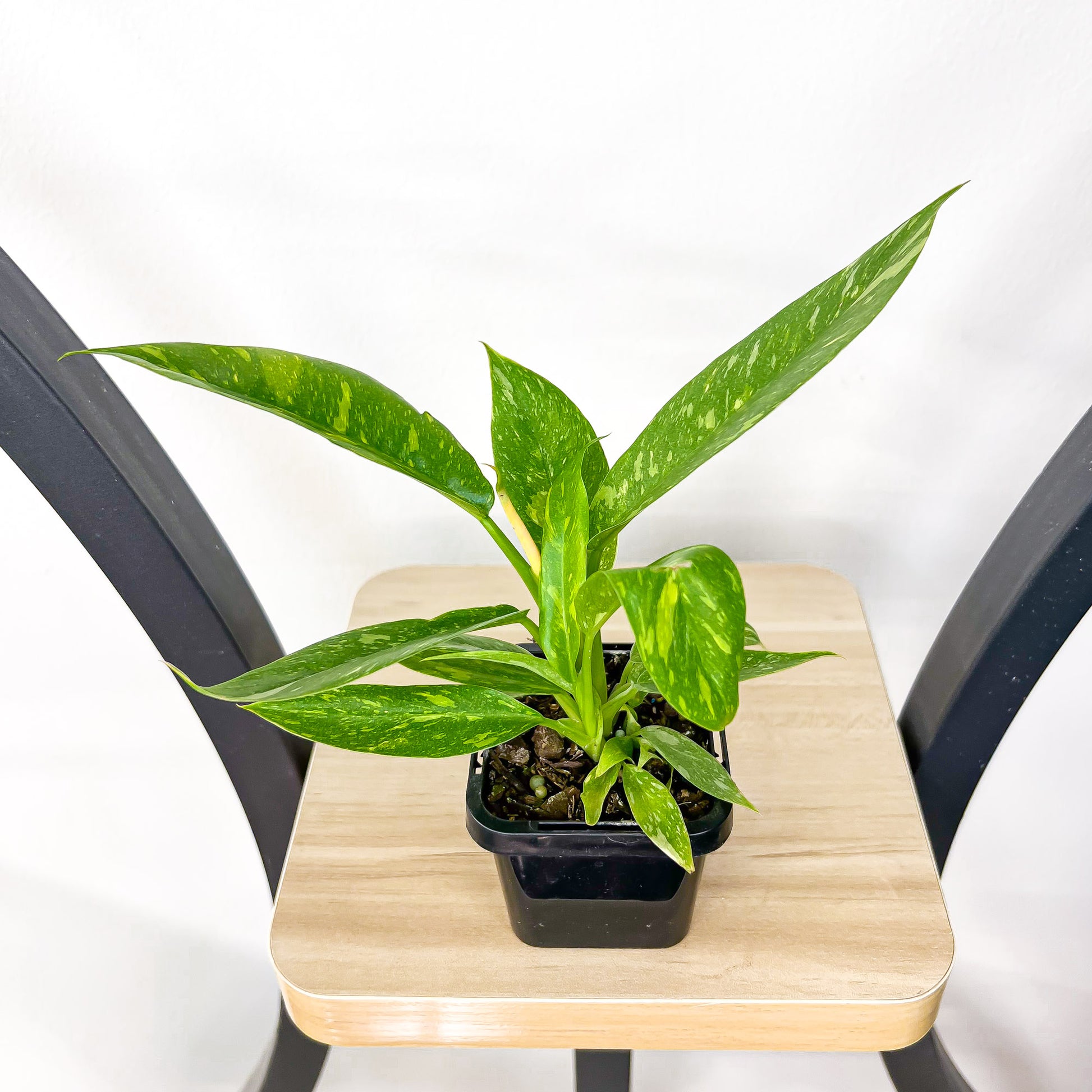 Philodendron Ring of Fire | The Plant Boys