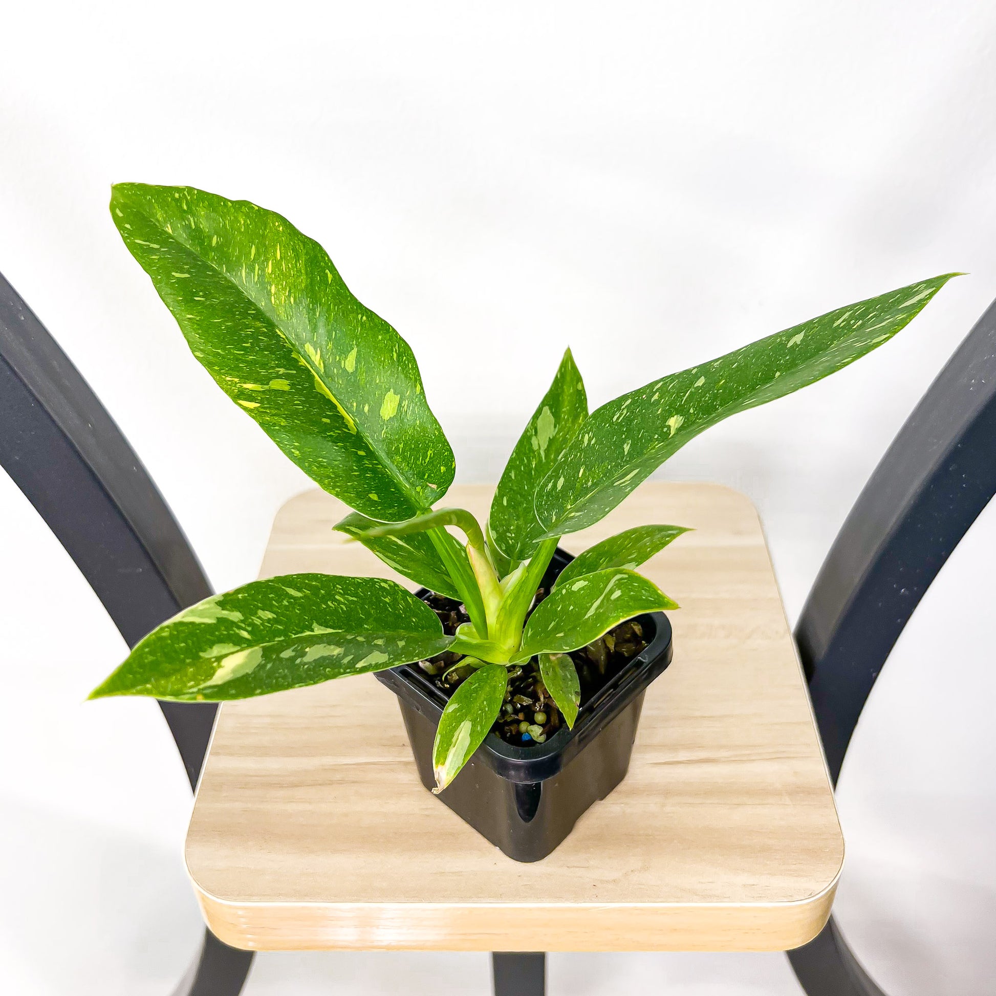 Philodendron Ring of Fire | The Plant Boys