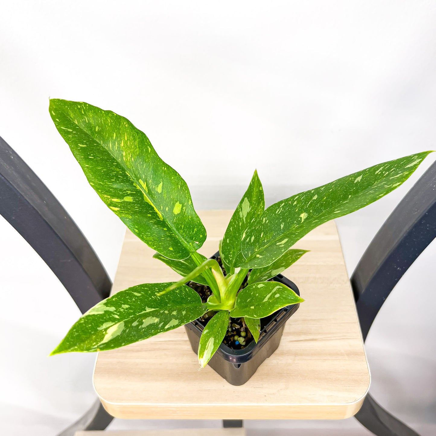 Philodendron Ring of Fire | The Plant Boys