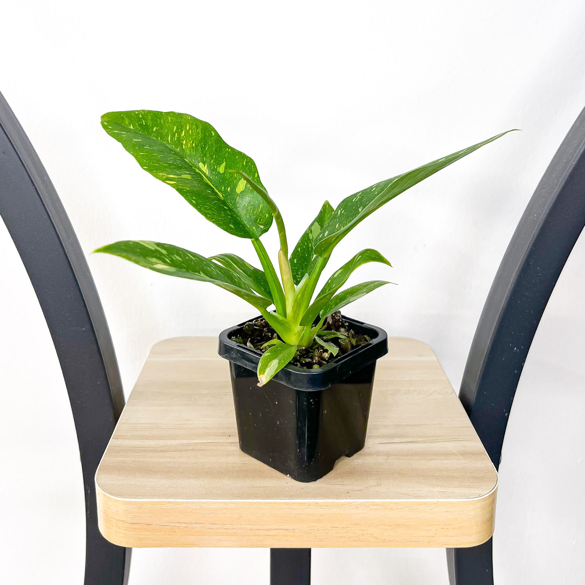 Philodendron Ring of Fire | The Plant Boys