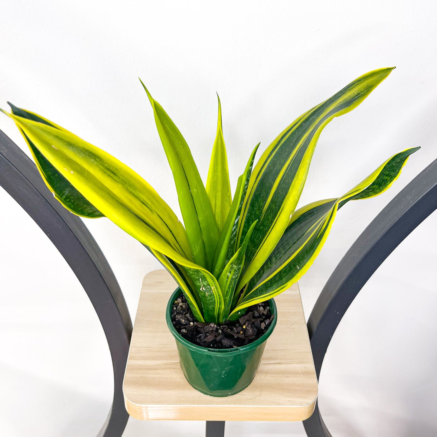 Sansevieria Golden Flame | The Plant Boys