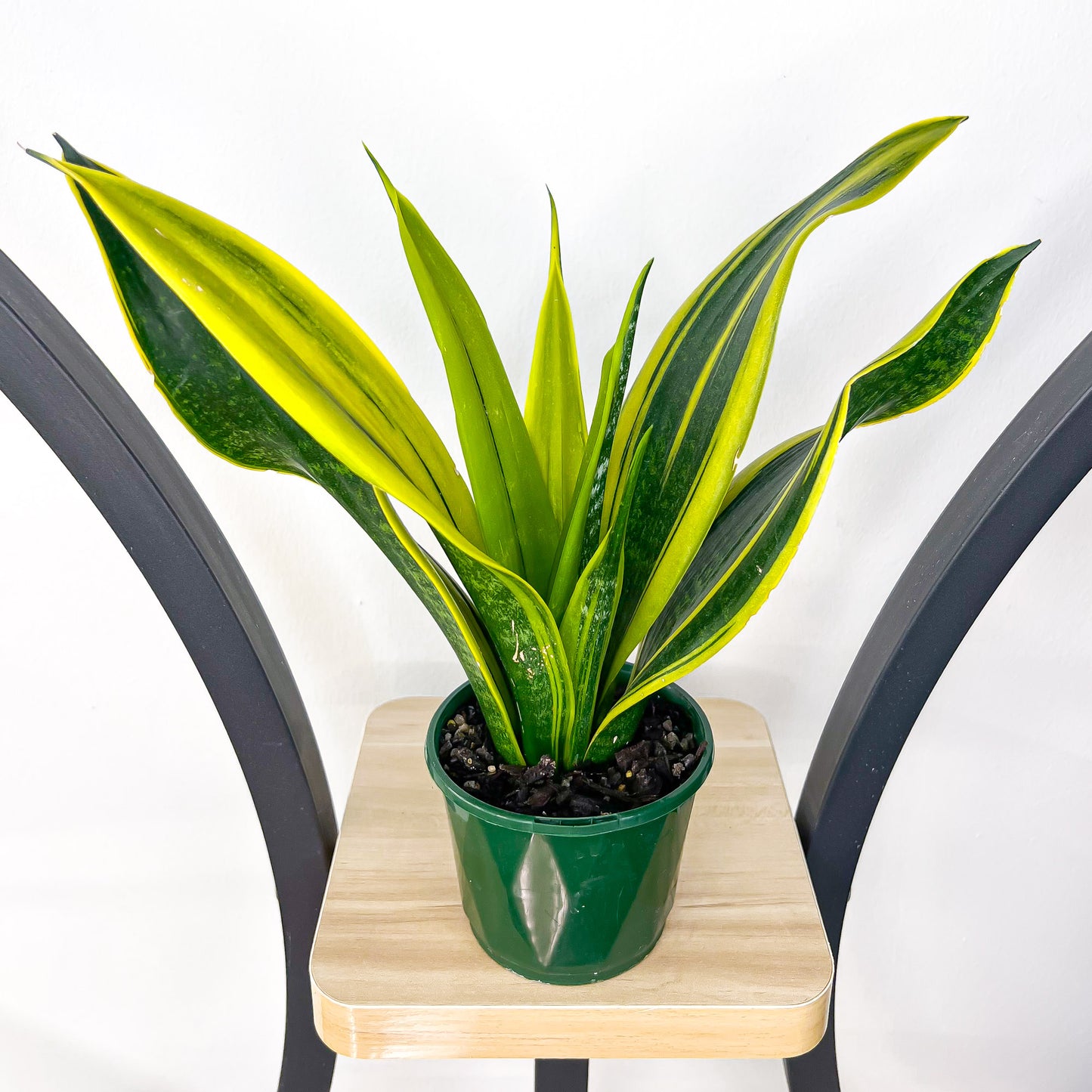 Sansevieria Golden Flame | The Plant Boys