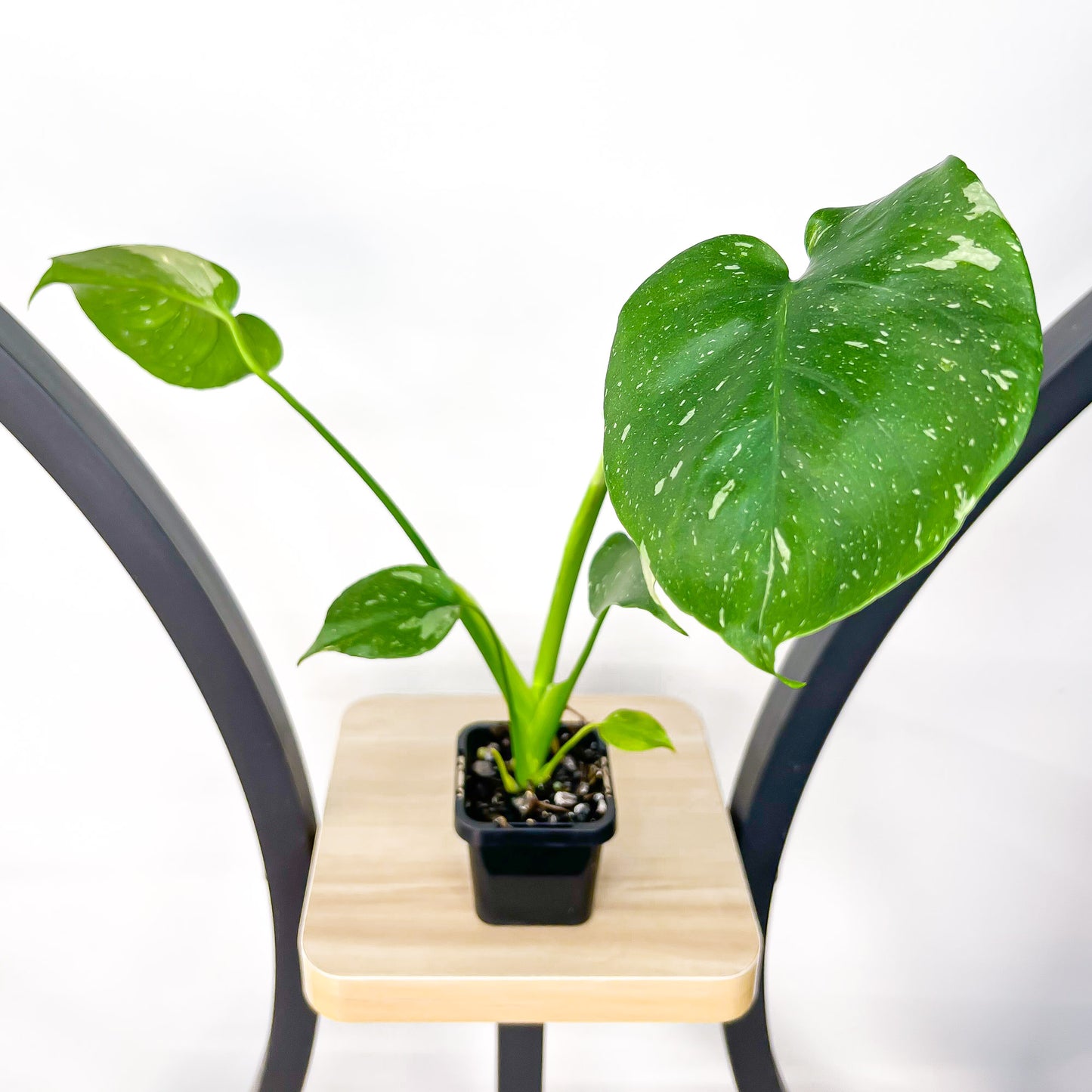 Monstera Thai Constellation (Lower Variegation) | The Plant Boys