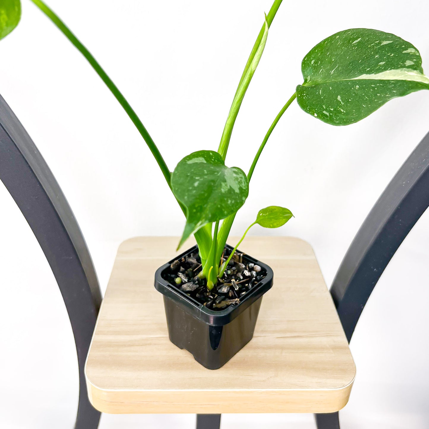 Monstera Thai Constellation (Lower Variegation) | The Plant Boys