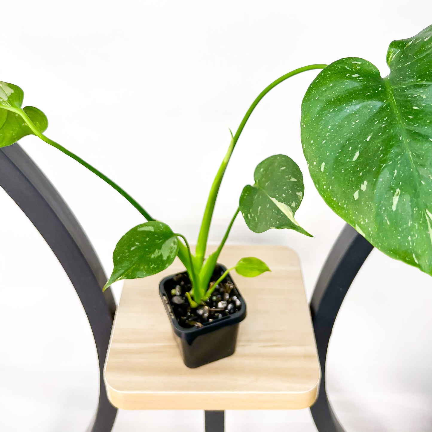 Monstera Thai Constellation (Lower Variegation) | The Plant Boys