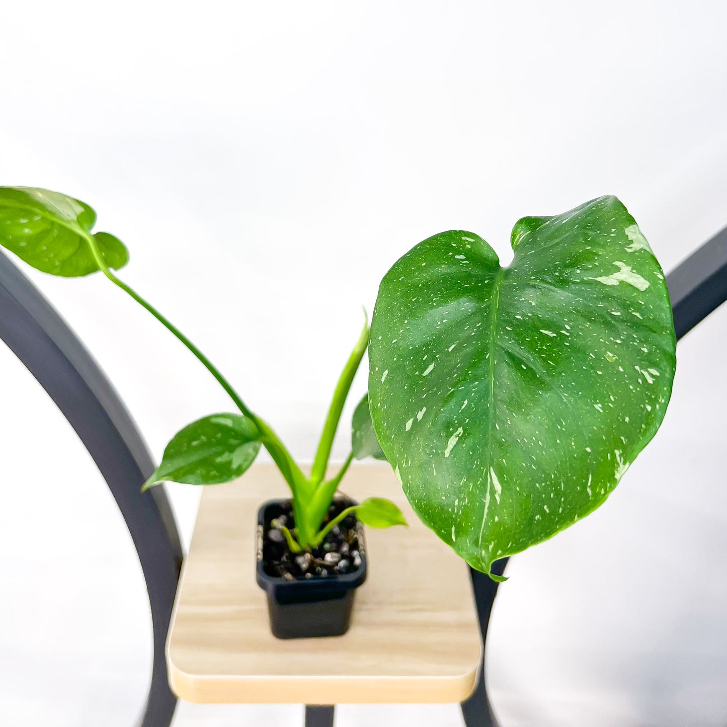 Monstera Thai Constellation (Lower Variegation) | The Plant Boys