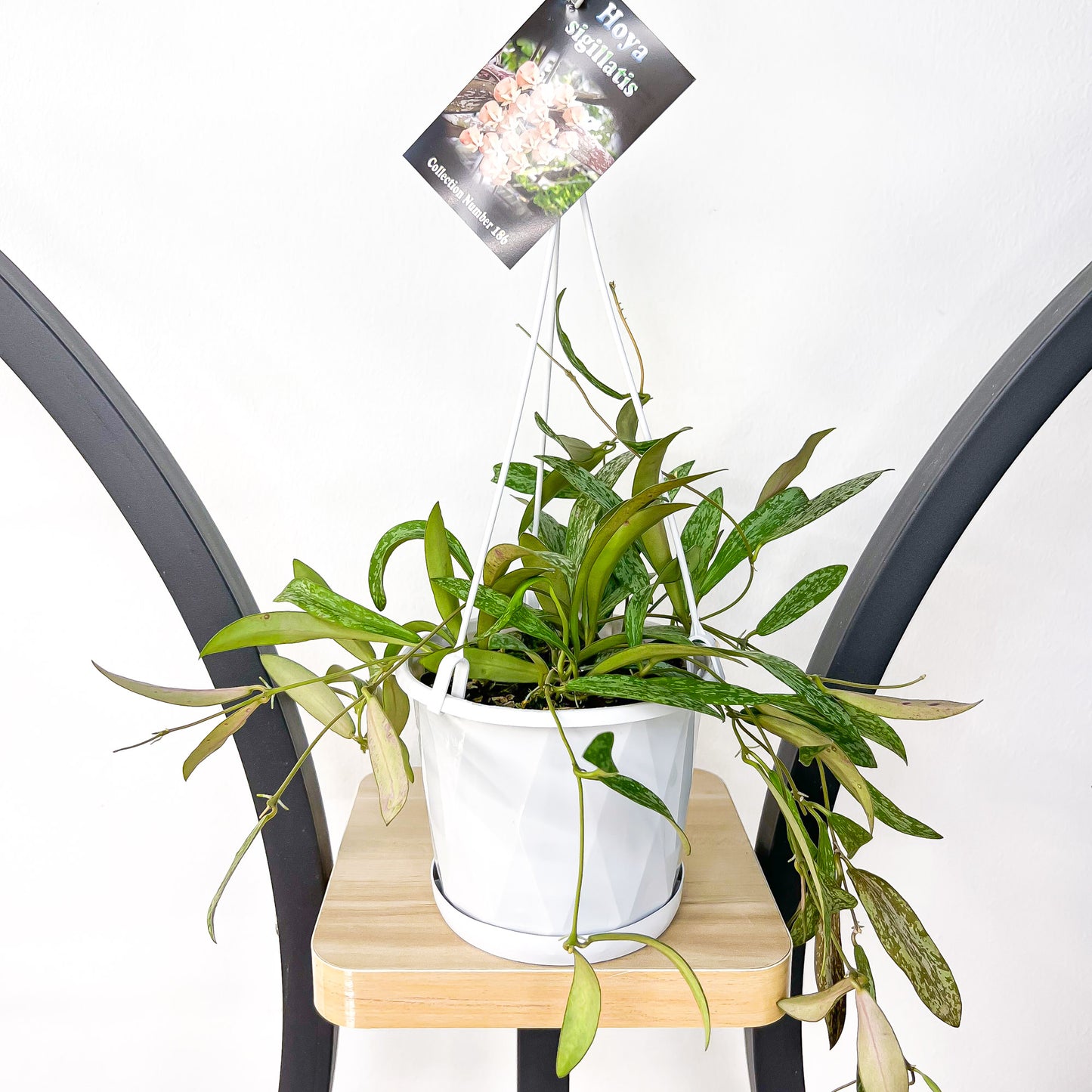 Hoya Sigillatis | The Plant Boys