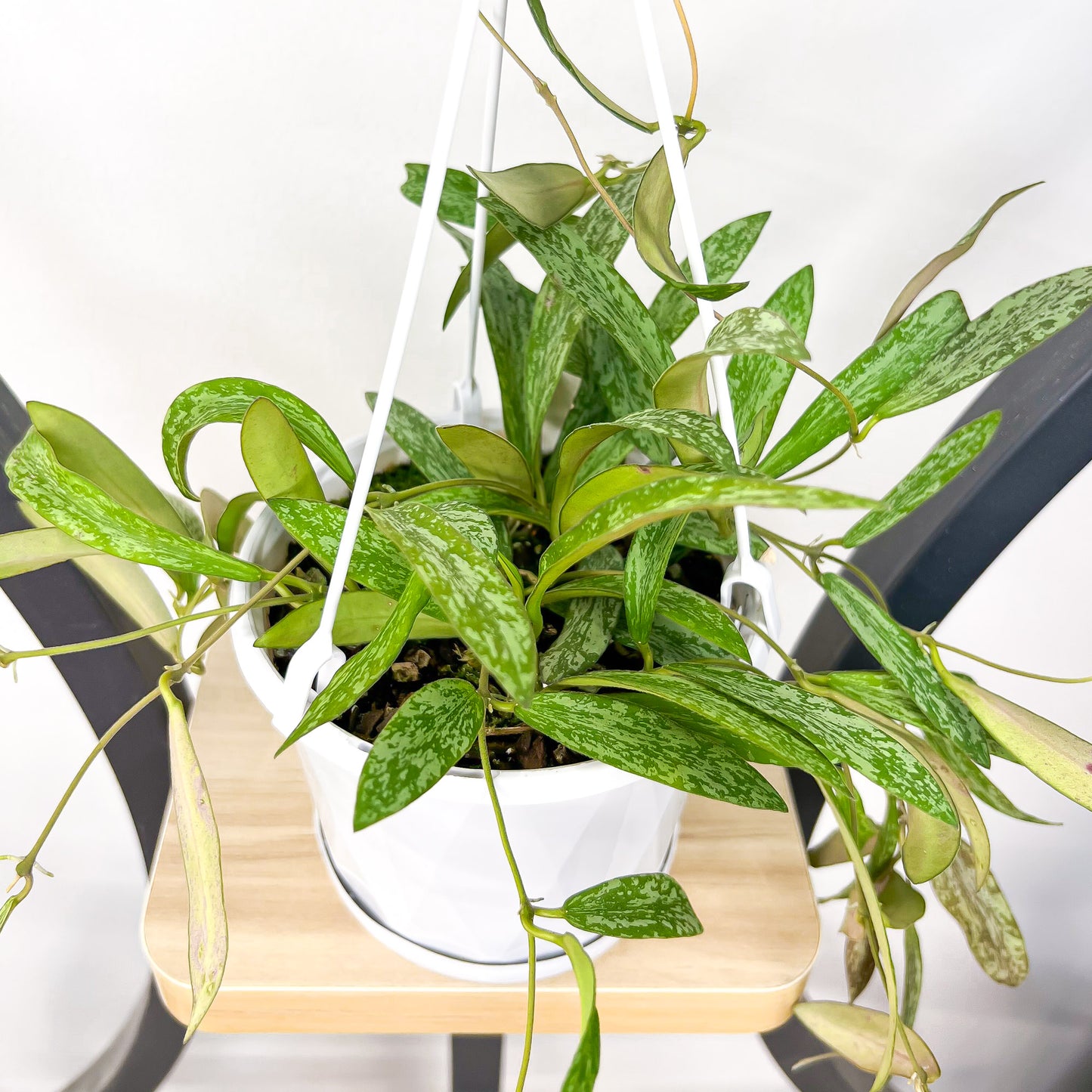Hoya Sigillatis | The Plant Boys