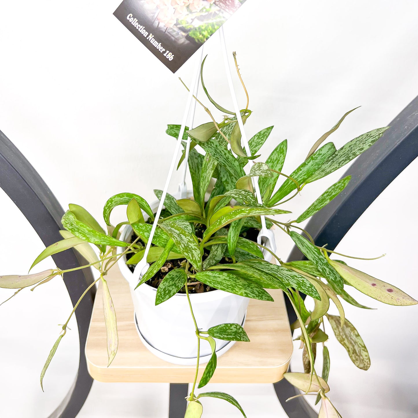 Hoya Sigillatis | The Plant Boys