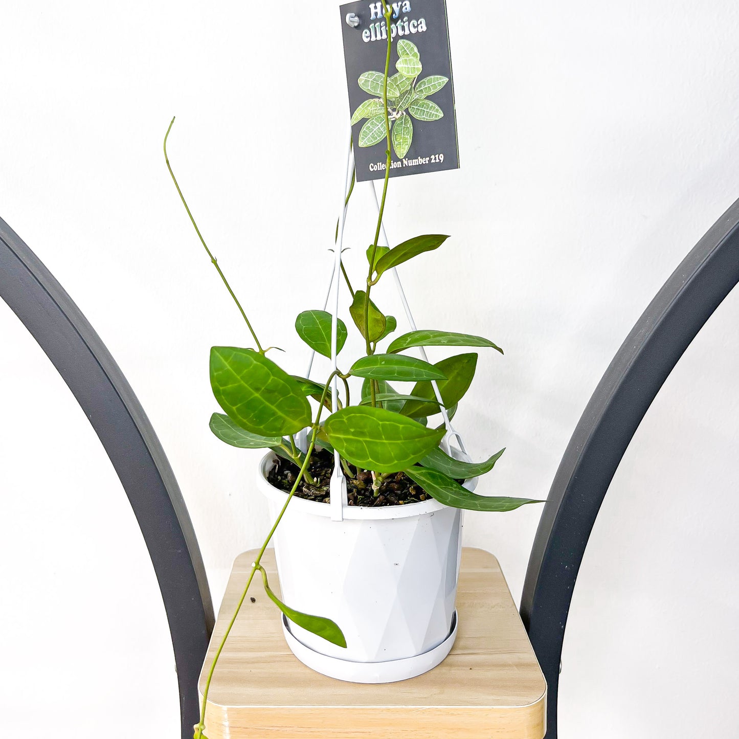 Hoya Elliptica | The Plant Boys