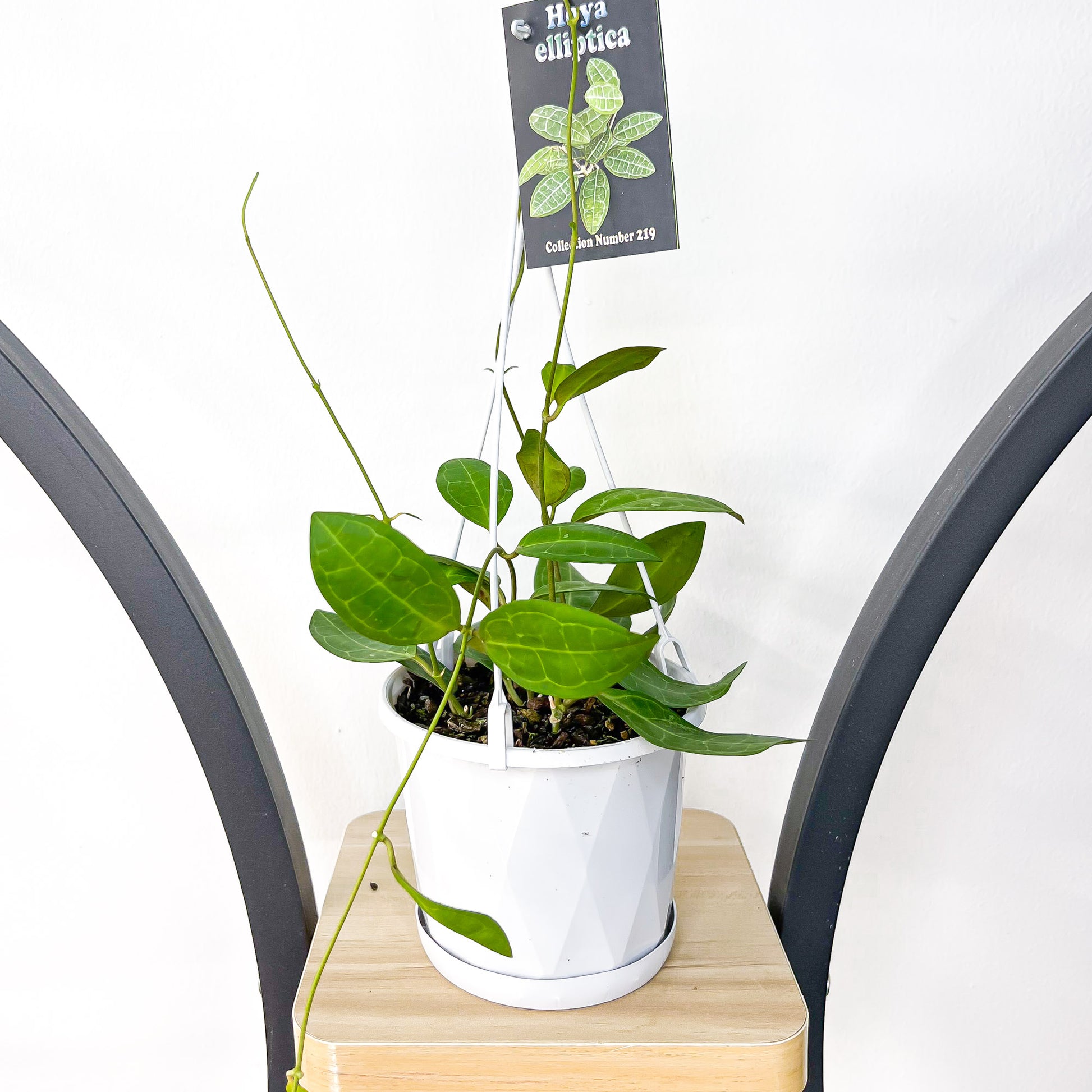 Hoya Elliptica | The Plant Boys