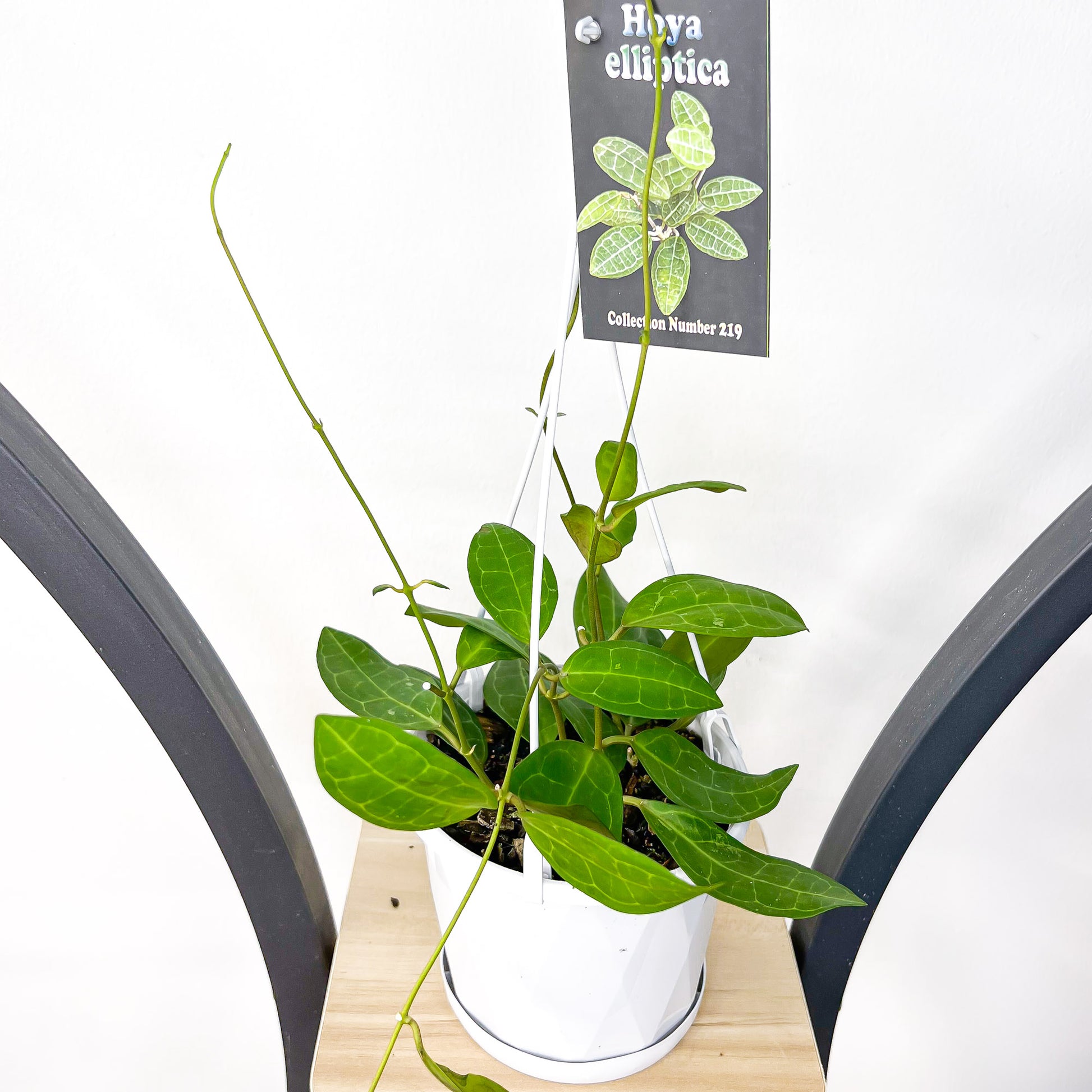 Hoya Elliptica | The Plant Boys